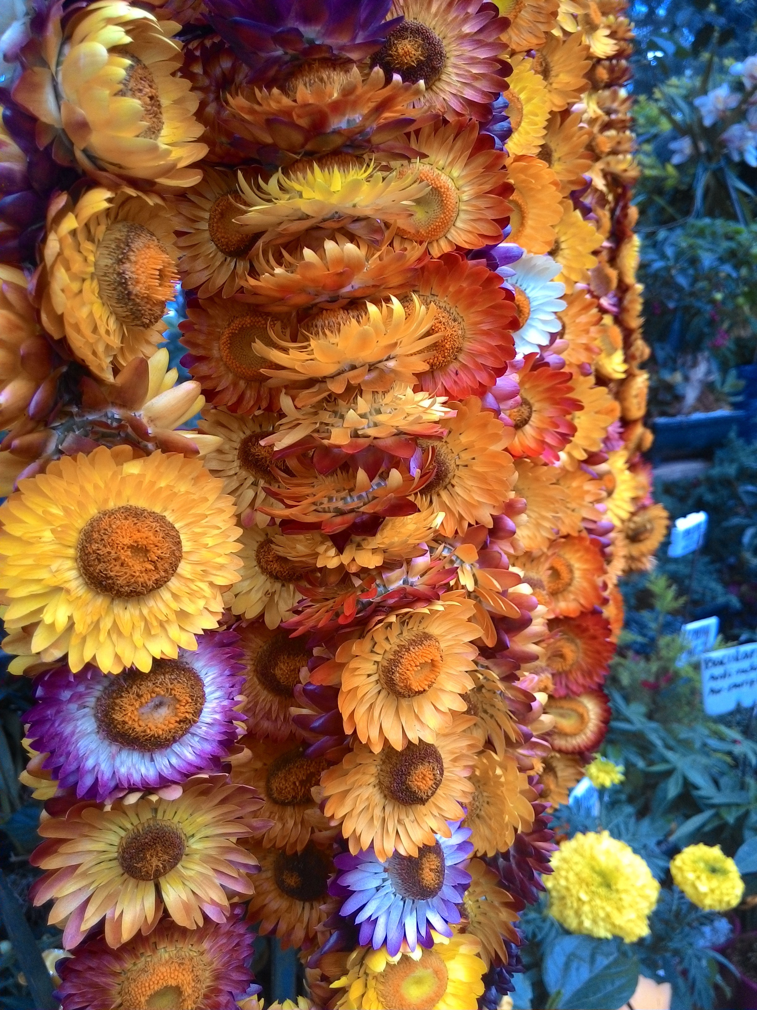choice, freshness, close-up, golden, day, floral garland, decoration, flower, baguio city, fragility, philippines, natural, blossoms, vulnerability, no people, Phone HD Wallpaper