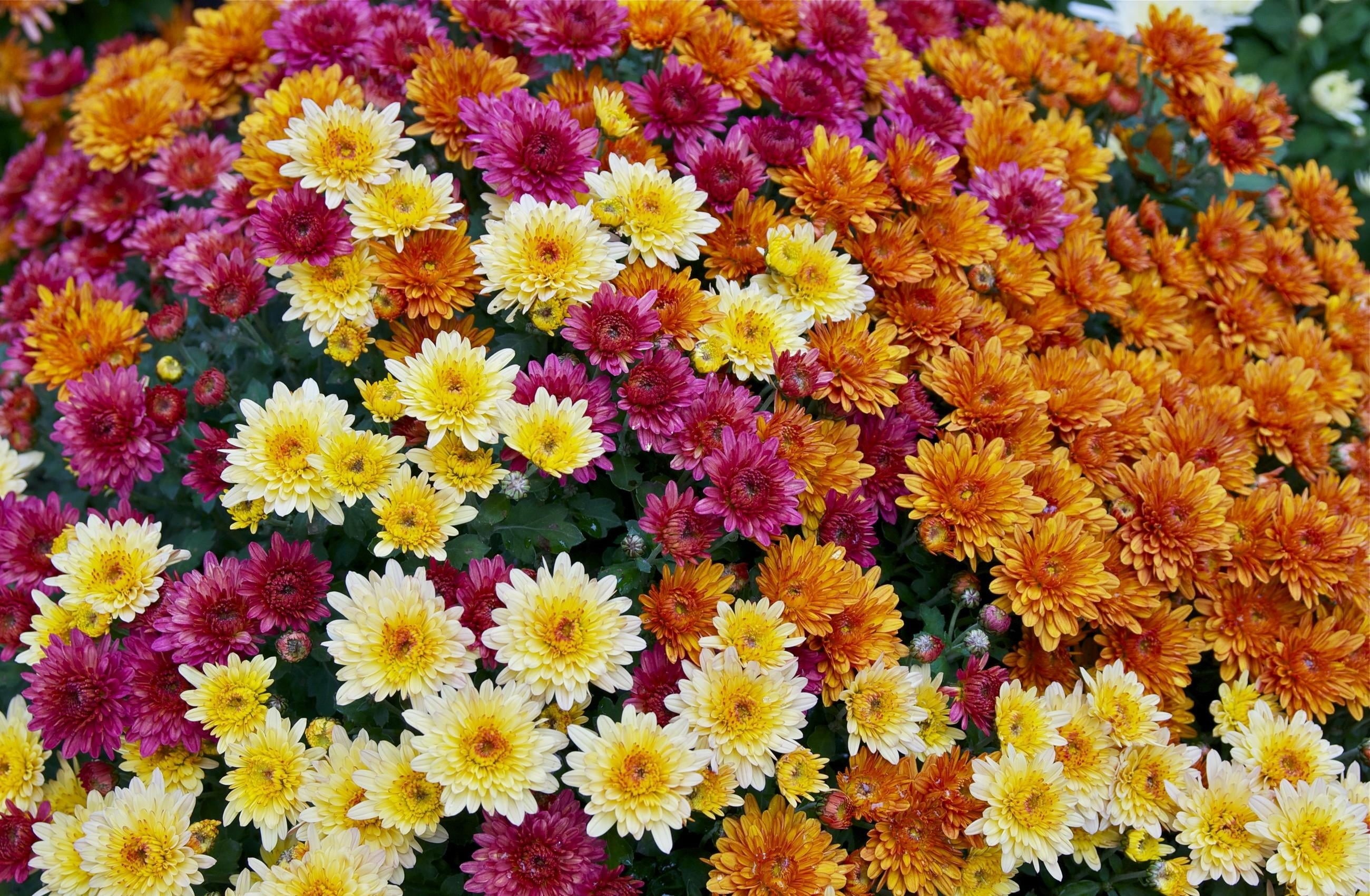 white, springtime, flower, full frame, close-up, fragility, flowerbed, flowers, arrangement, bouquet, formal Garden, green Color, growth, chrysanthemums, HD Wallpaper