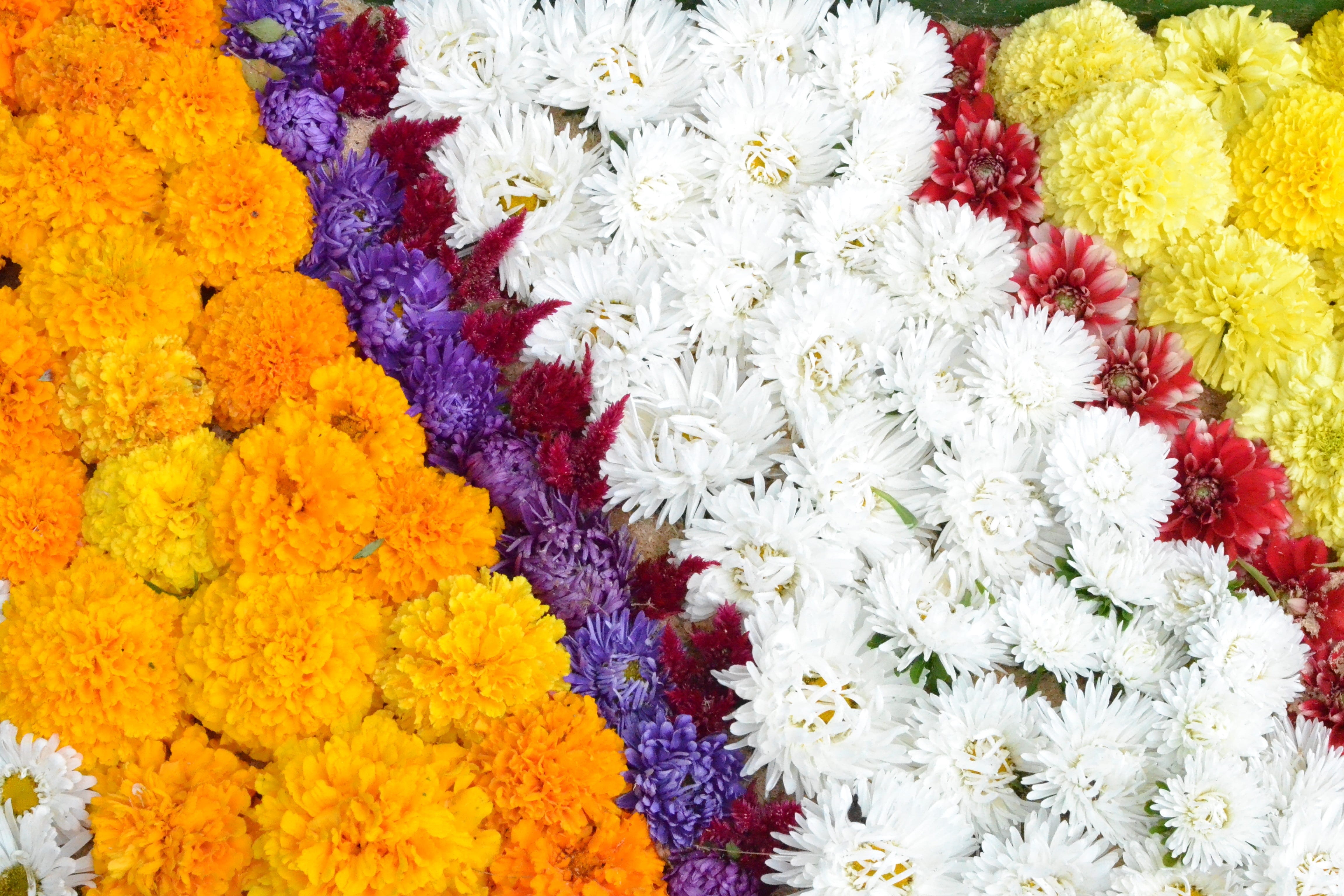 nature, multi colored, Flowers, flowering plant, religion, vulnerability, Floral, flower head, Pattern, bouquet, floral pattern, fragility, flower market, HD Wallpaper