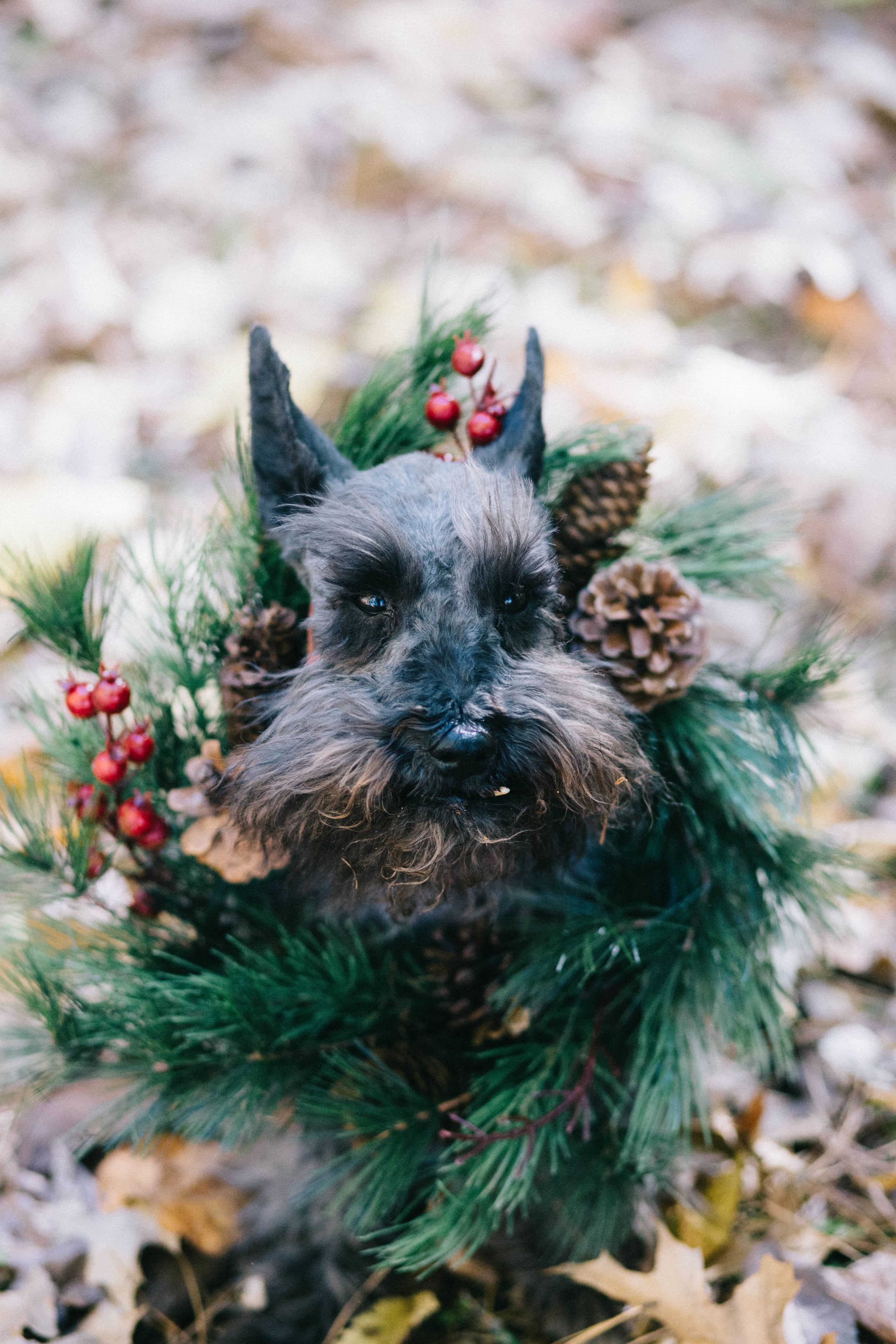 flower, animal head, coated, fall, domestic animals, portrait, floral, black, pet, one animal, mammal, looking at camera, animal, garland, puppy, green, Phone HD Wallpaper