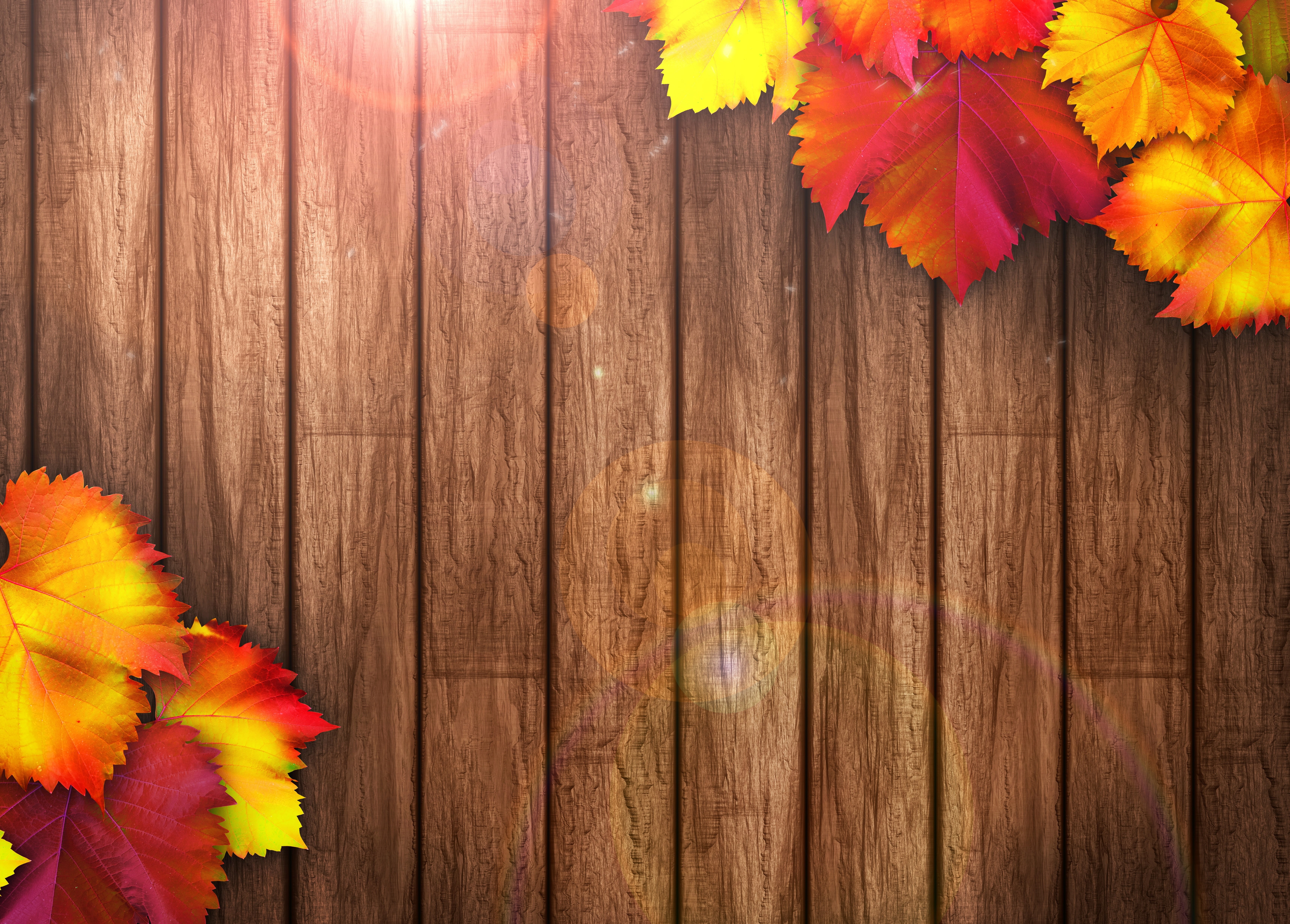 fragility, abstract, maple Tree, orange Color, floral garland, old, no People, freshness, plant, colorful, fence, 5K, autumn, leaf, september, leaves, HD Wallpaper