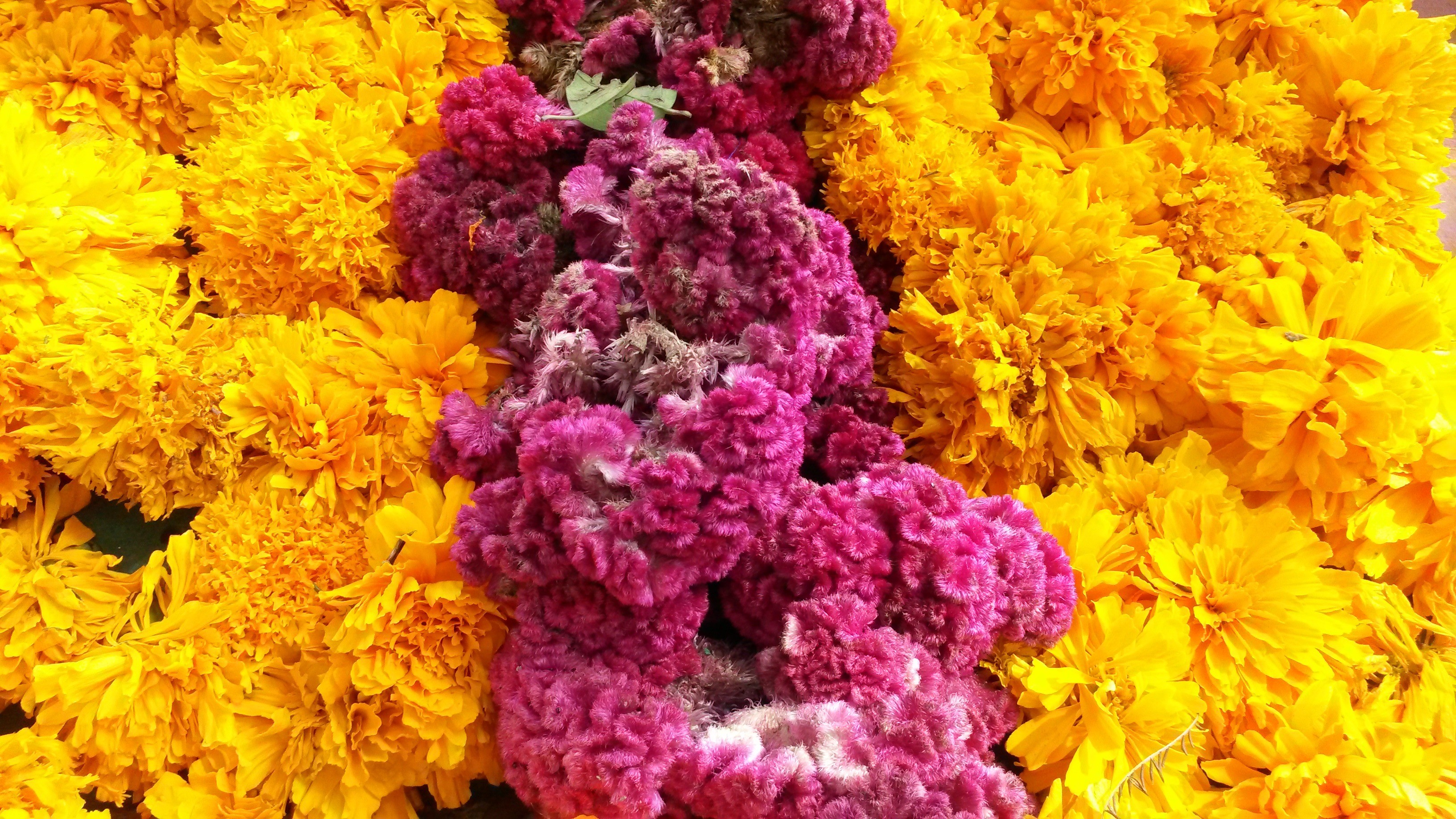retail, flower, 2K, nature, fragility, backgrounds, flower head, marigold, flower market, choice, multi colored, violet, no people, flowers, floral garland, HD Wallpaper