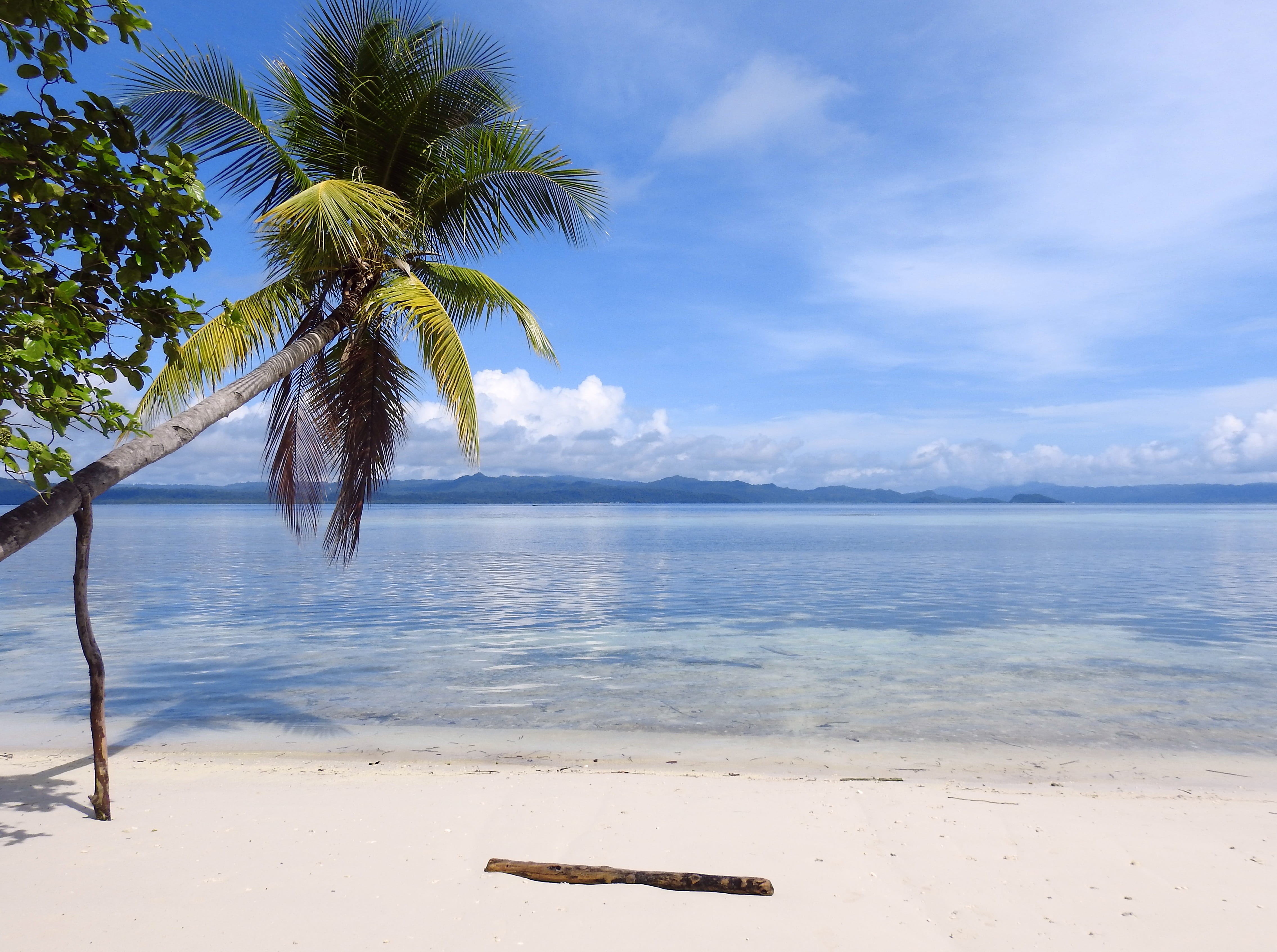 vacation, coconut palm tree, sunlight, tropical tree, palm, no people, island, ampat, 4K, nature, tranquil scene, tranquility, day, raja ampat, palm tree, HD Wallpaper