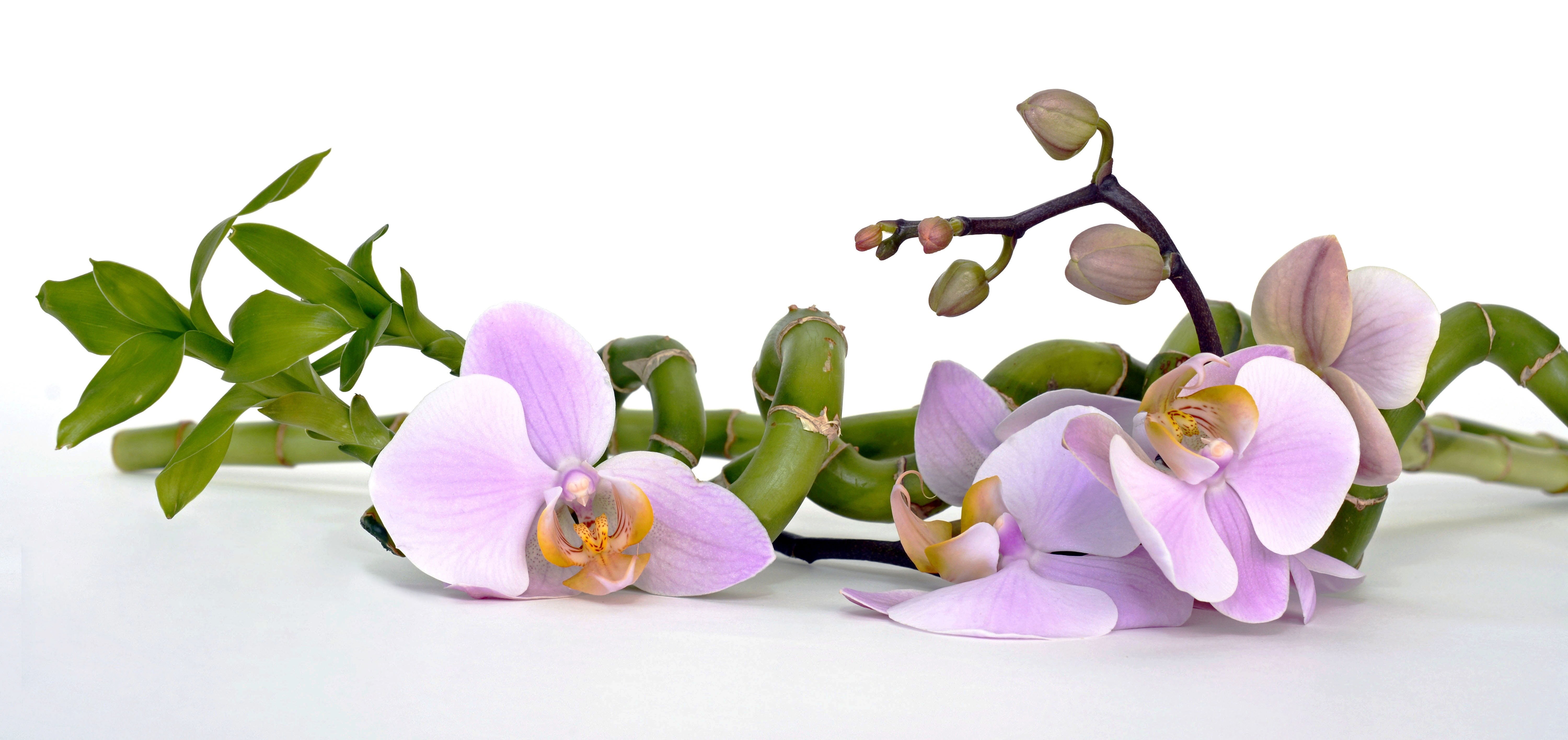asia, plant, fragility, branch, relaxation, petal, luck, perfume, head image, pink color, violet, indoors, botanical, wellness, nature, purple, close-up, HD Wallpaper