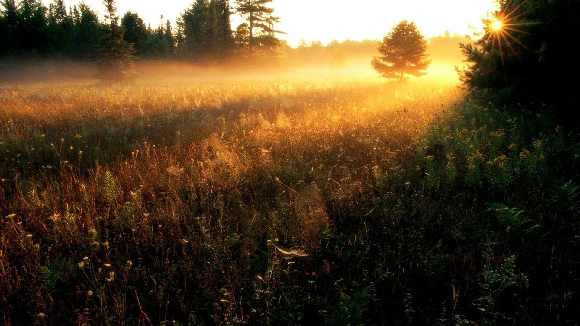 sunset, light, field, wildflowers, nature and landscapes, flowers, sun rays, heavenly, 1080P, HD Wallpaper