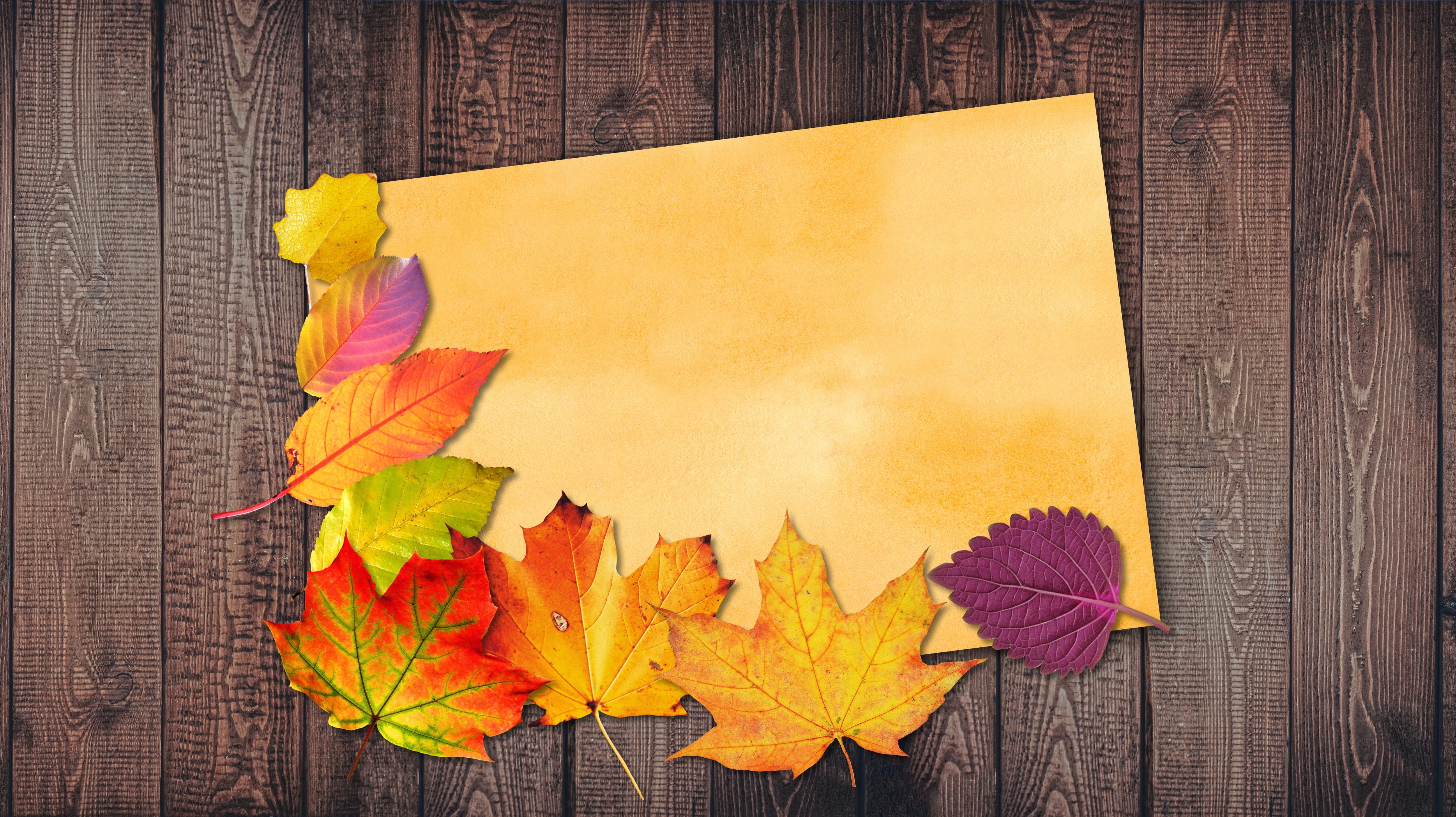 note, blank, maple leaf, golden autumn, illustration, colorful, textured effect, directly above, plant, wood - material, copy space, alder, message, textured, HD Wallpaper
