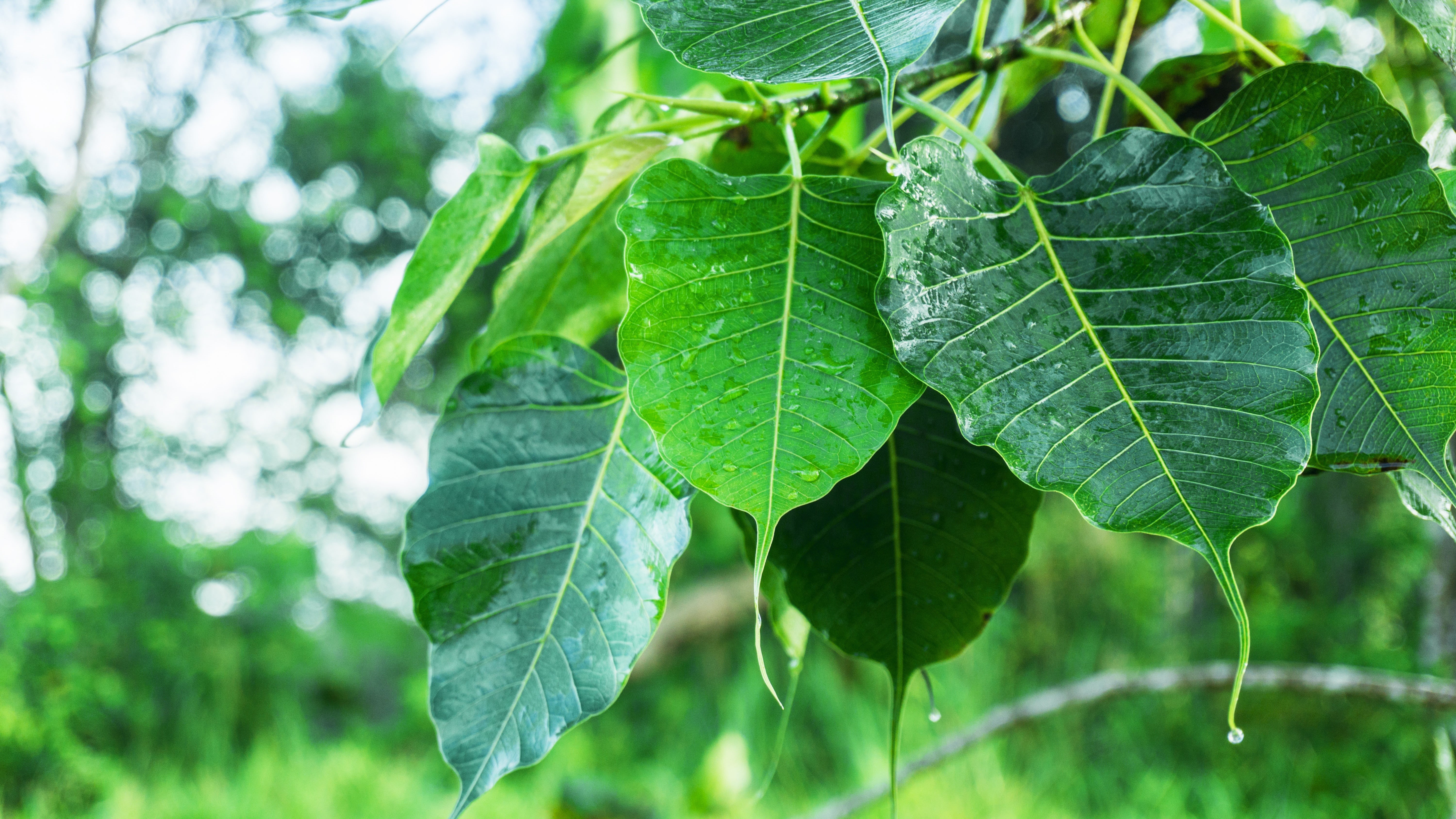 leaf, green Color, no people, leaf vein, photography, 5K, dew, nature, leafed, rain, beauty in nature, focus on foreground, wet, pipal, religion, ficus religiosa, HD Wallpaper
