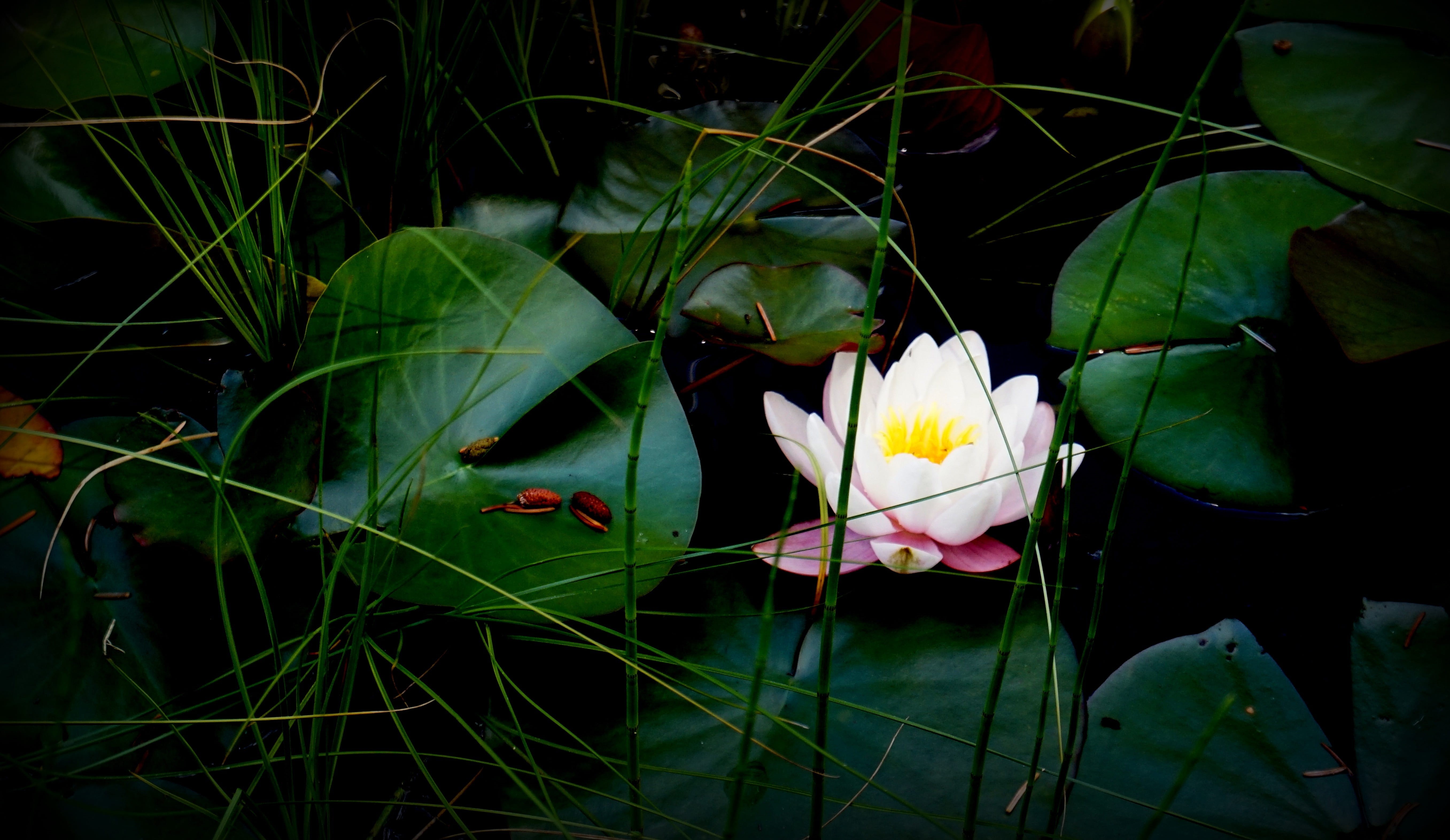 growth, beauty in nature, nature, blossom, flower, water lily, the divine consciousness, white water lily, inflorescence, flower head, bloom, no people, HD Wallpaper