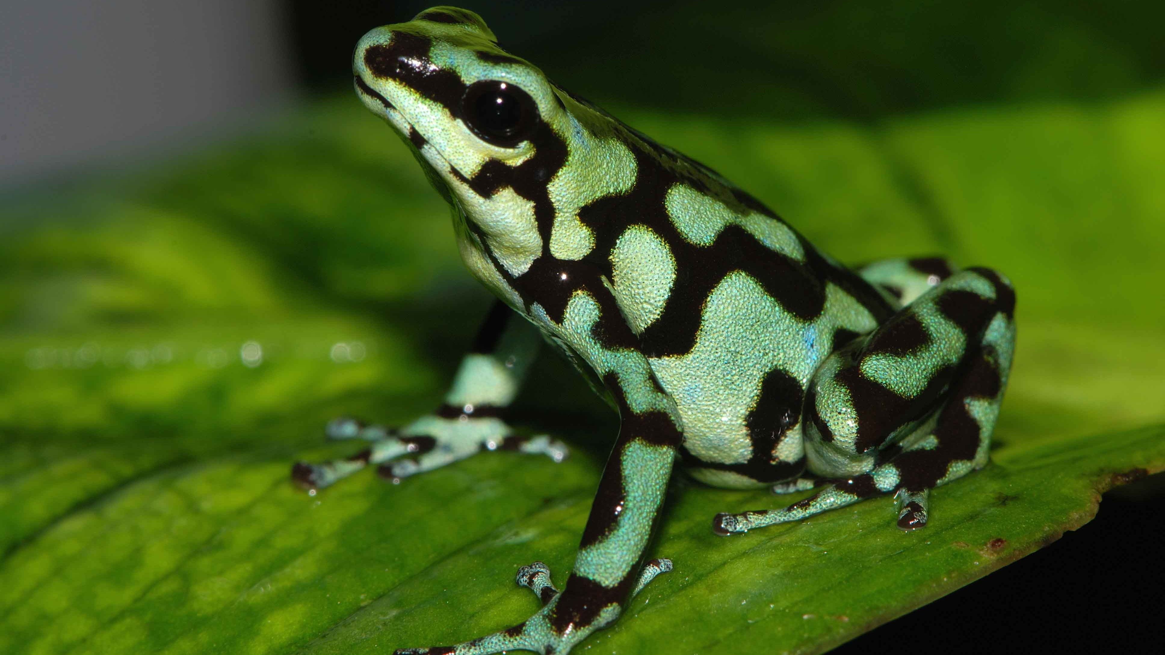 4K, poison dart frogs, frog, amphibian, HD Wallpaper