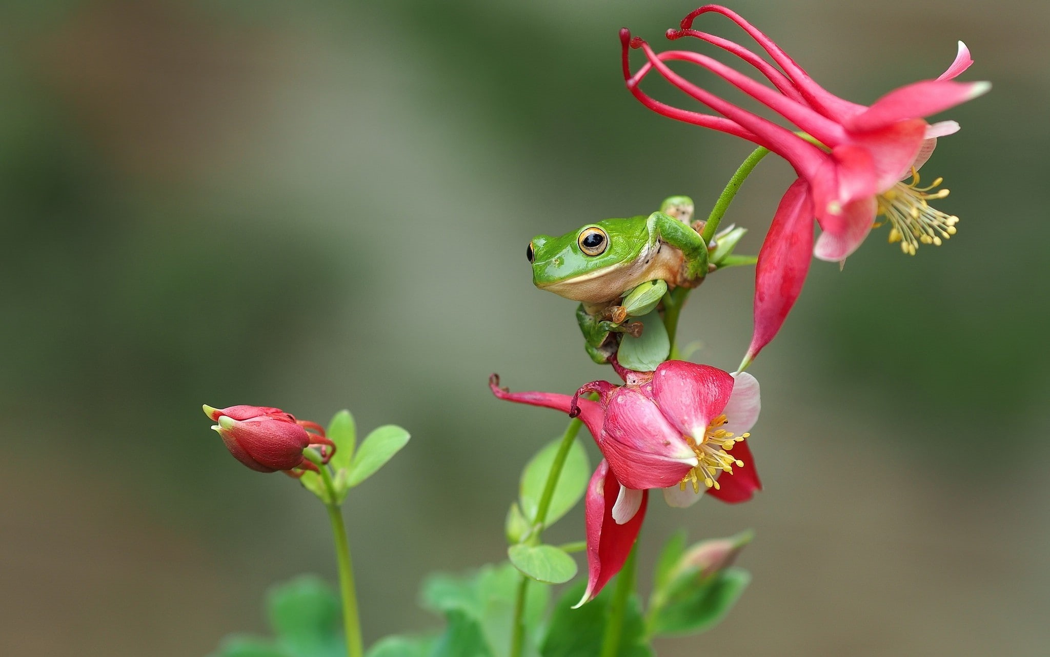 frog, macro, 1080P, animals, amphibian, HD Wallpaper
