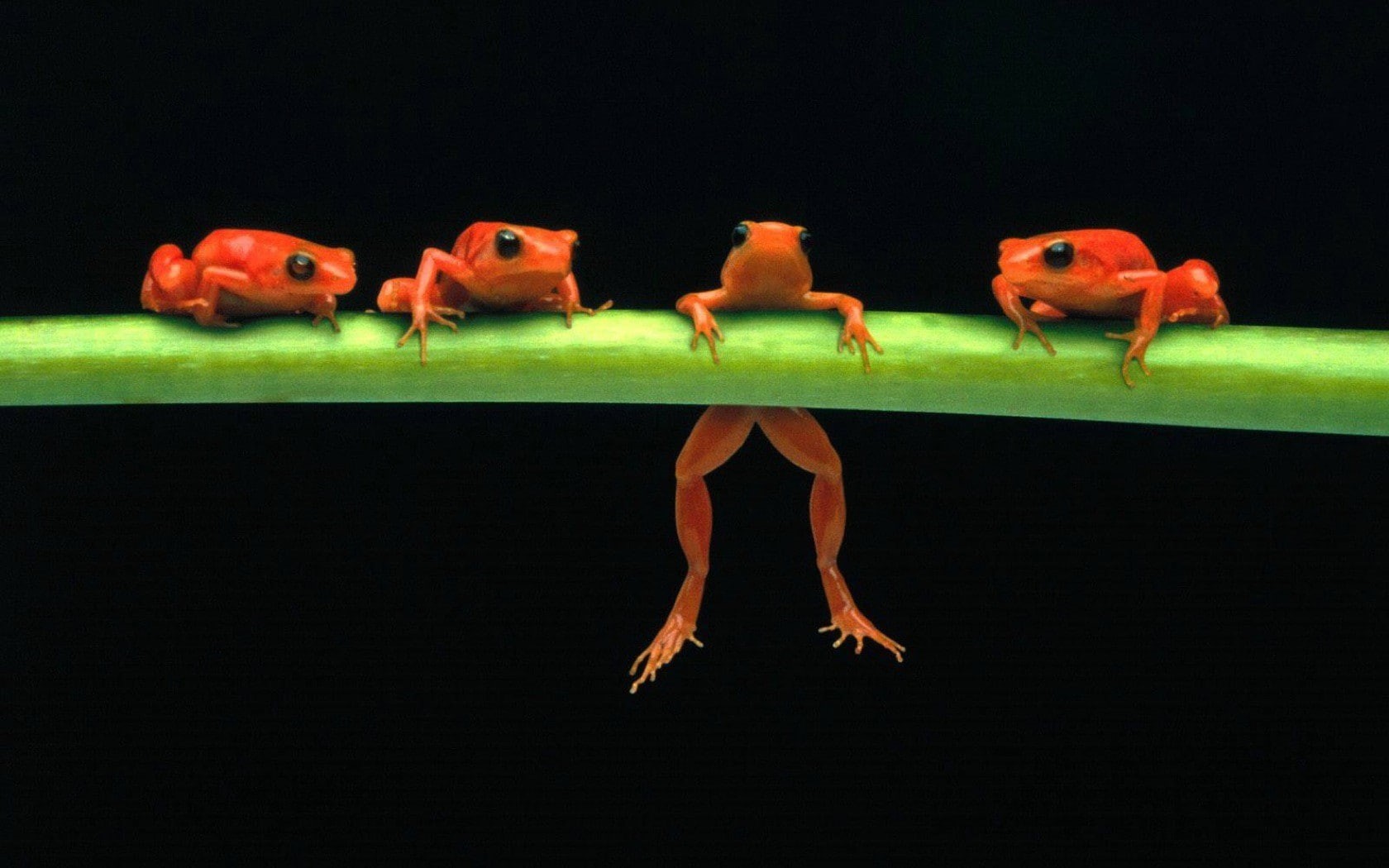frog, small, animal, digital composite, 720P, toy, pets, reptile, vertebrate, no people, close-up, studio shot, black background, animals, green color, HD Wallpaper