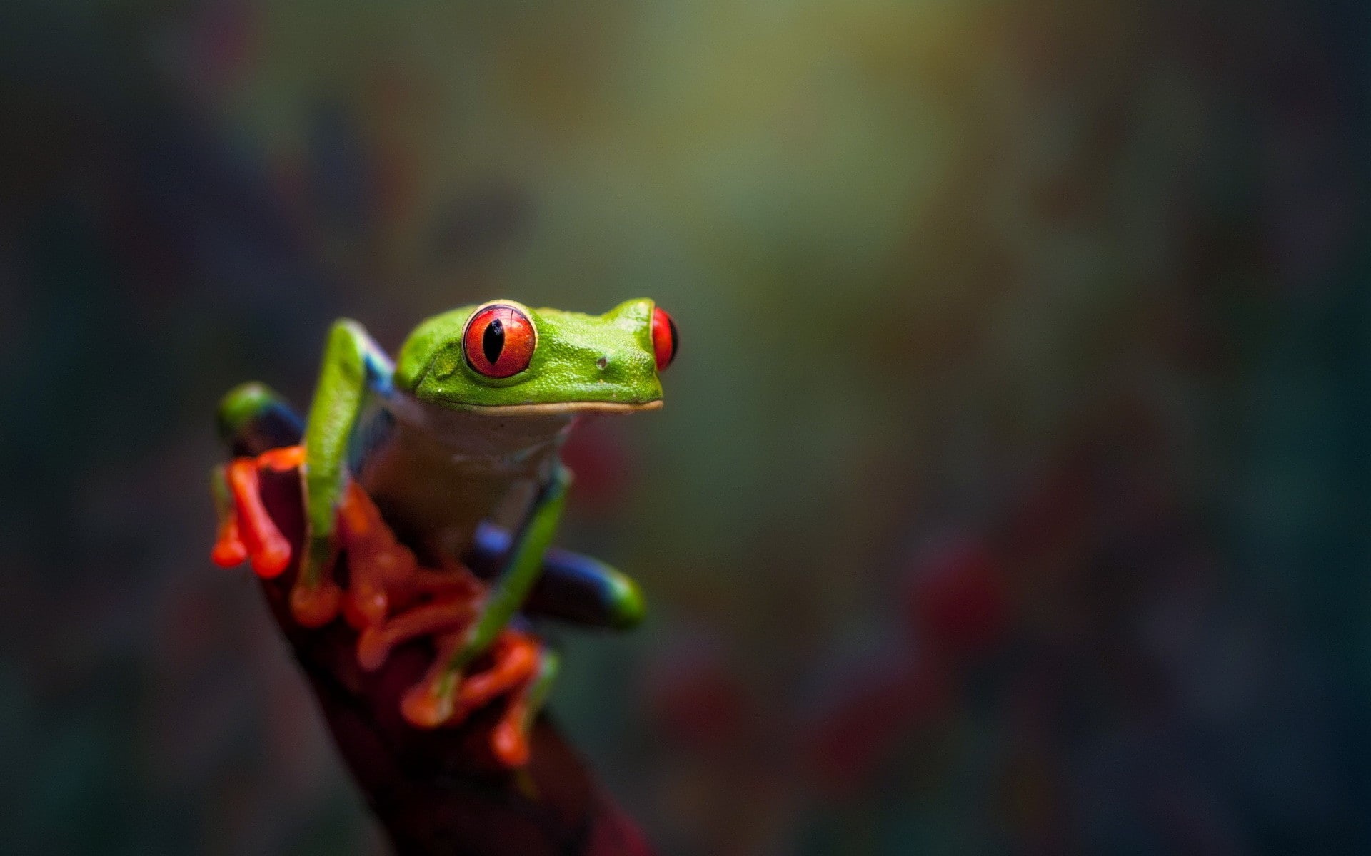 macro, 1080P, frog, amphibian, HD Wallpaper