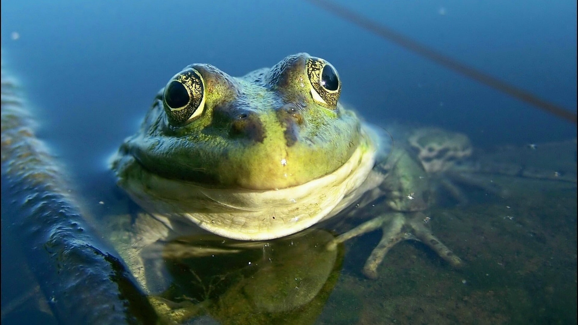 water, amphibian, animals, turtle, swimming, vertebrate, animal, animal themes, no people, animal eye, nature, animal wildlife, sea, reptile, animal head, HD Wallpaper