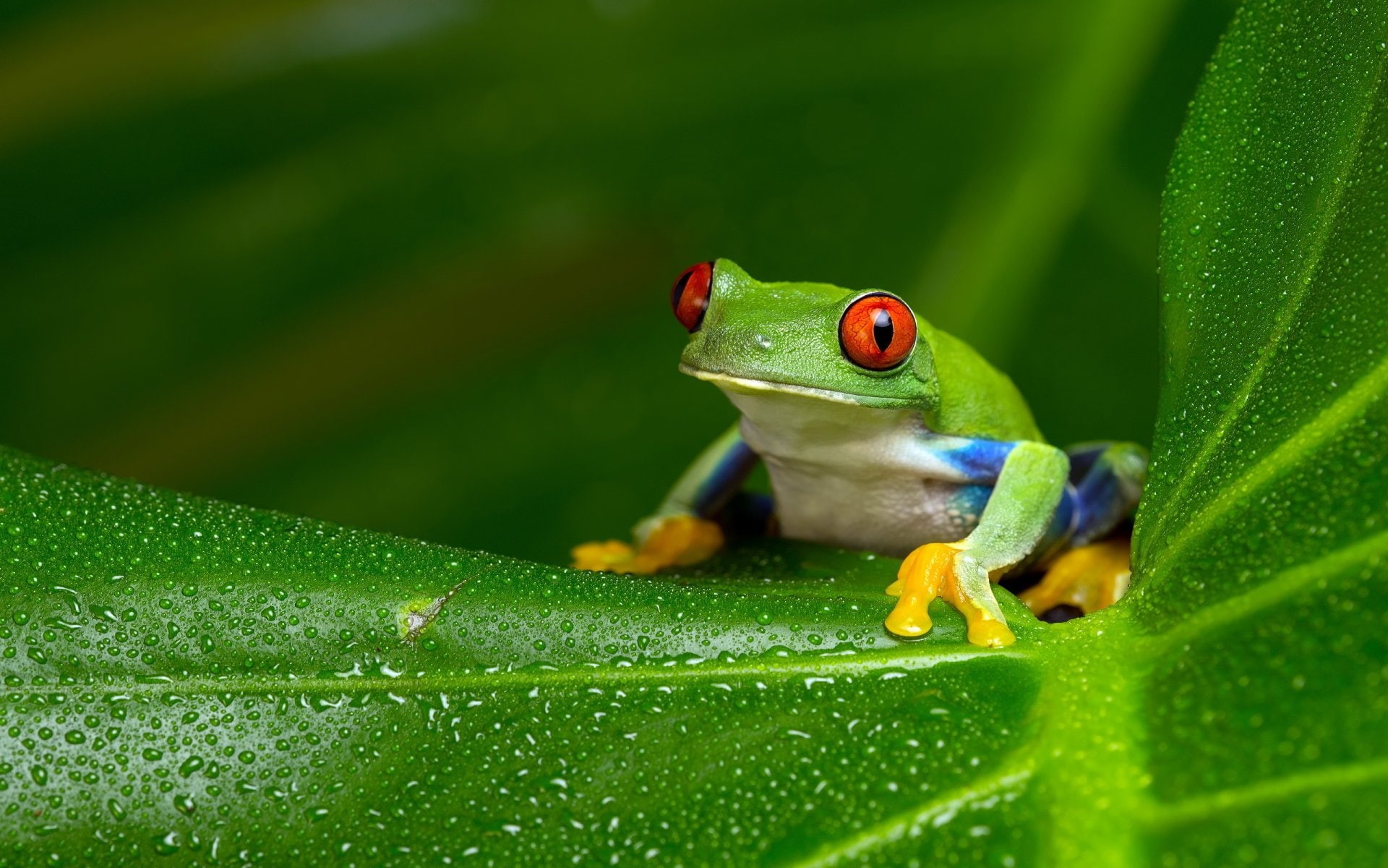 Tree Frog, Frogs, Red Eyed Tree Frog, 1080P, HD Wallpaper