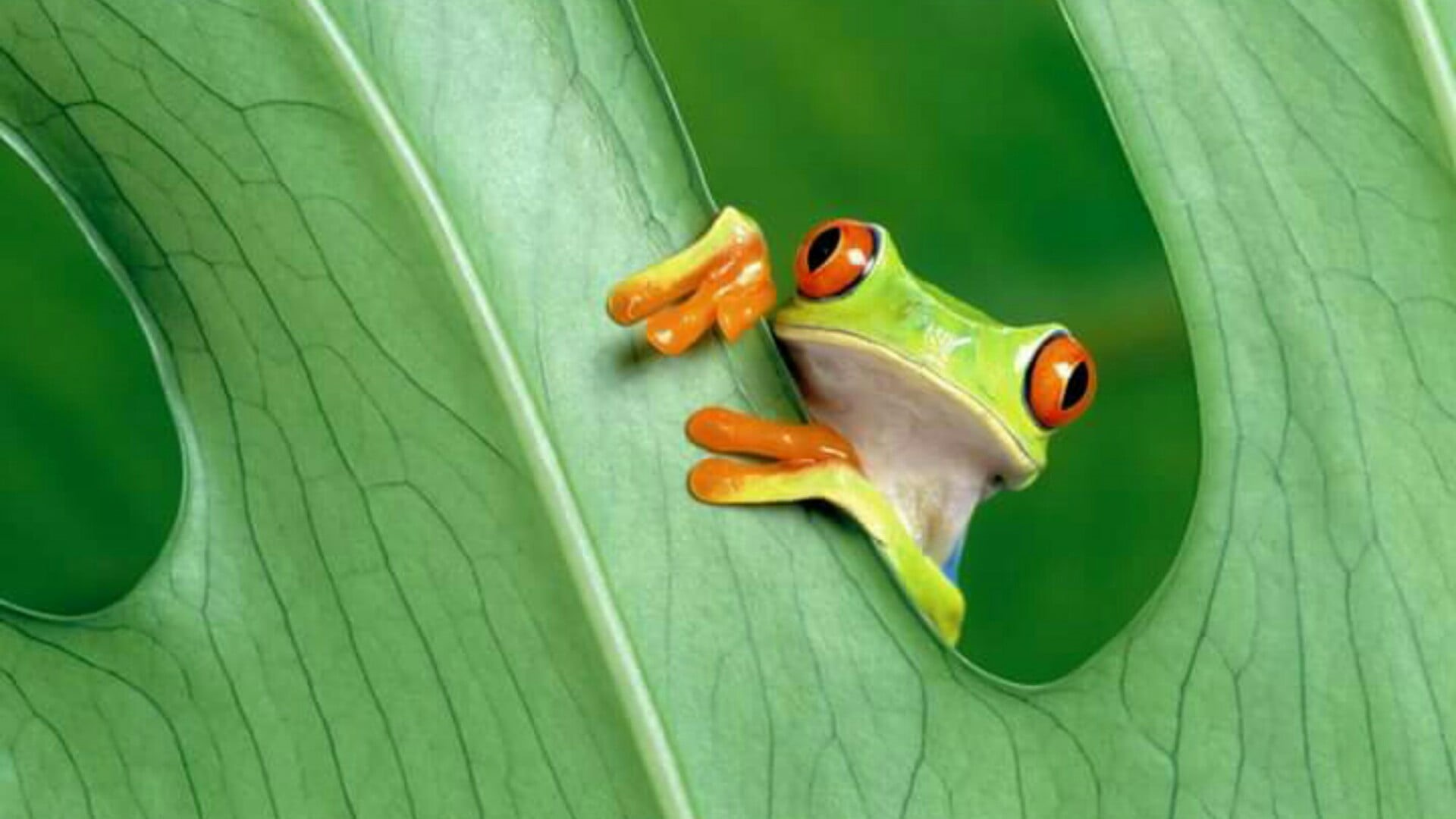 animal themes, plant part, directly above, freshness, frog, studio shot, green color, day, food, 1080P, close-up, healthy eating, nature, food and drink, HD Wallpaper