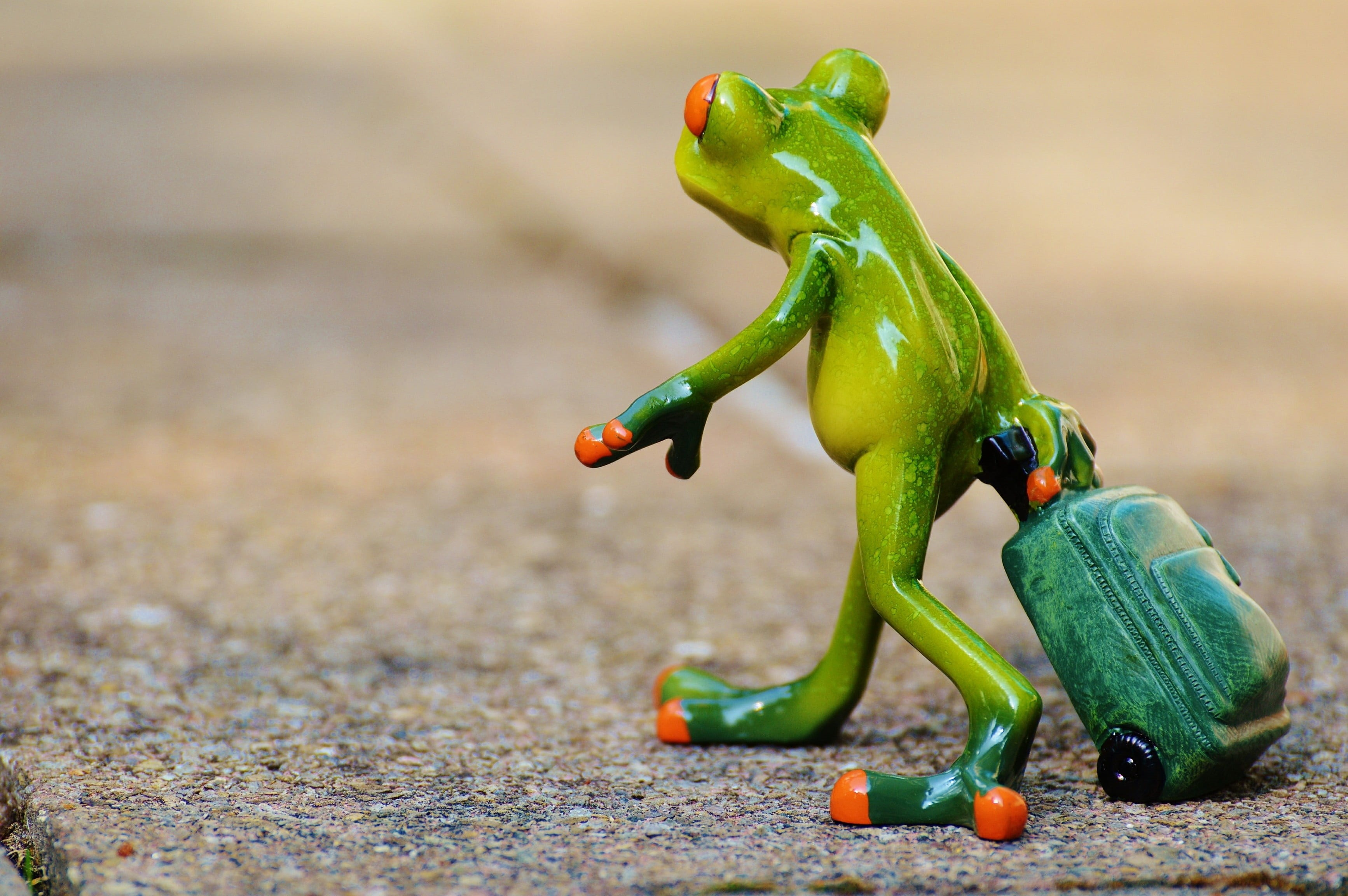 animal, no people, figurine, spice, nature, farewell, photo, holding, frog, ceramic, organic, outdoors, healthy eating, figure, pepper, food, close-up, HD Wallpaper