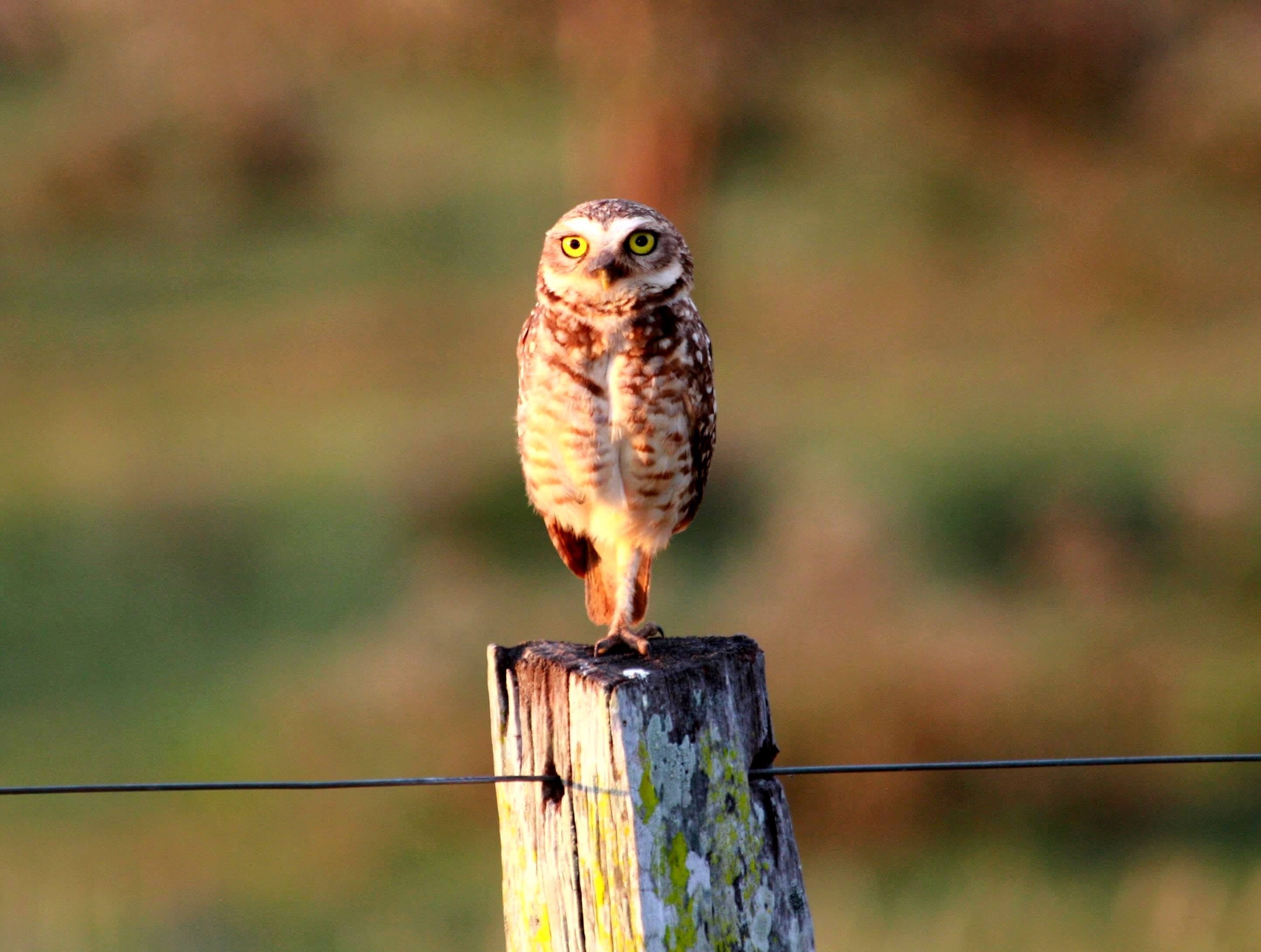 Rio Grande Do Sul, brown, Pantanal, feather, brown owl, log, Burrowing Owl, de, gray, wildlife, owl, Athene Cunicularia, athene, burrowing, cunicularia, HD Wallpaper