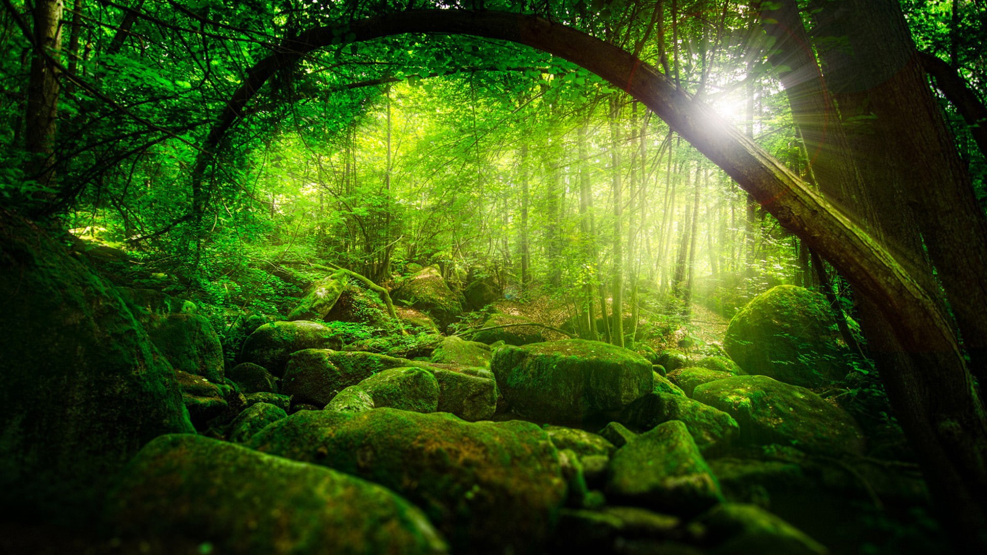 green moss, trees, forest, nature, moss, scenery, green, jungle, sunshine, 1080P, HD Wallpaper