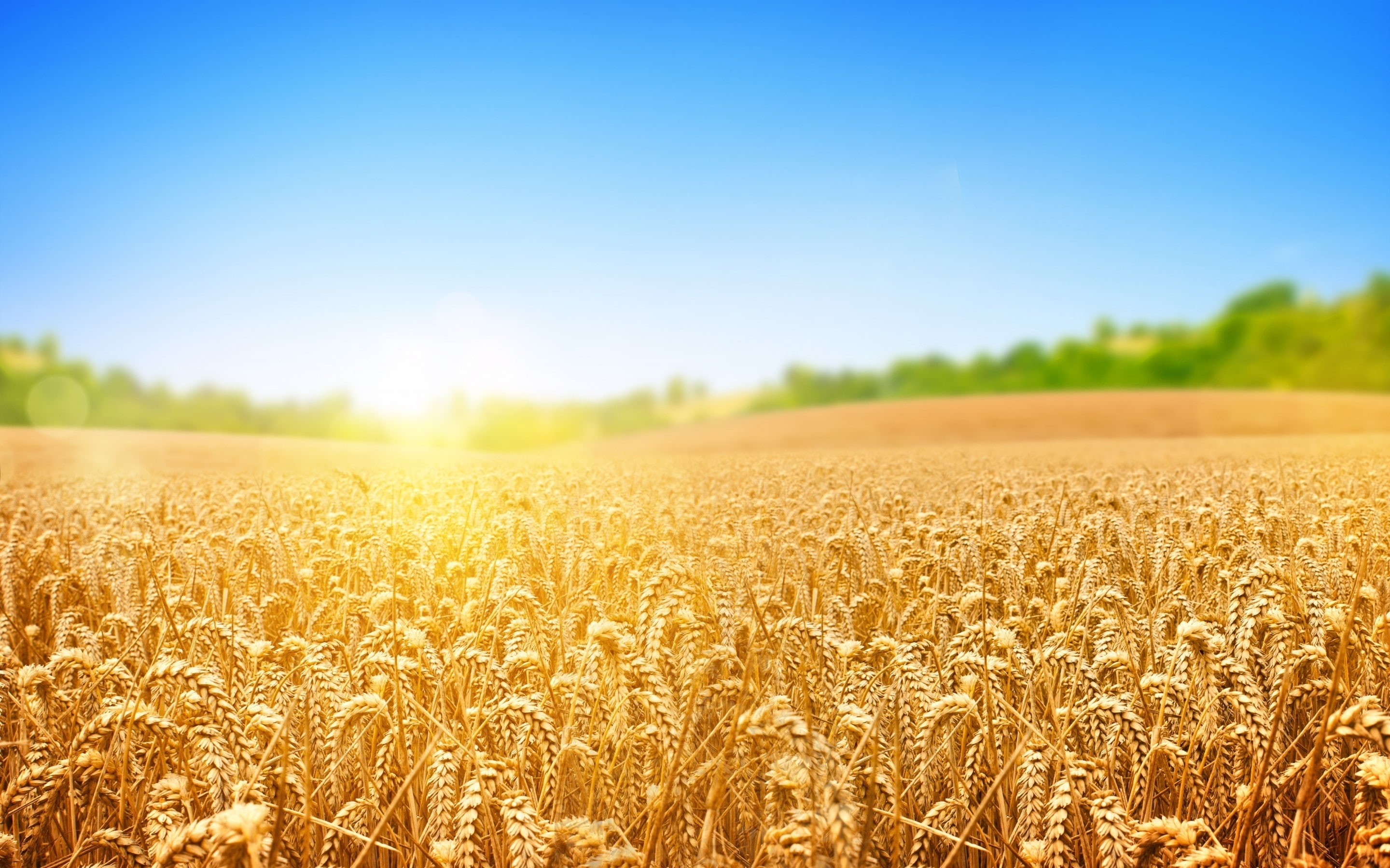2K, sun, wheat, field, HD Wallpaper
