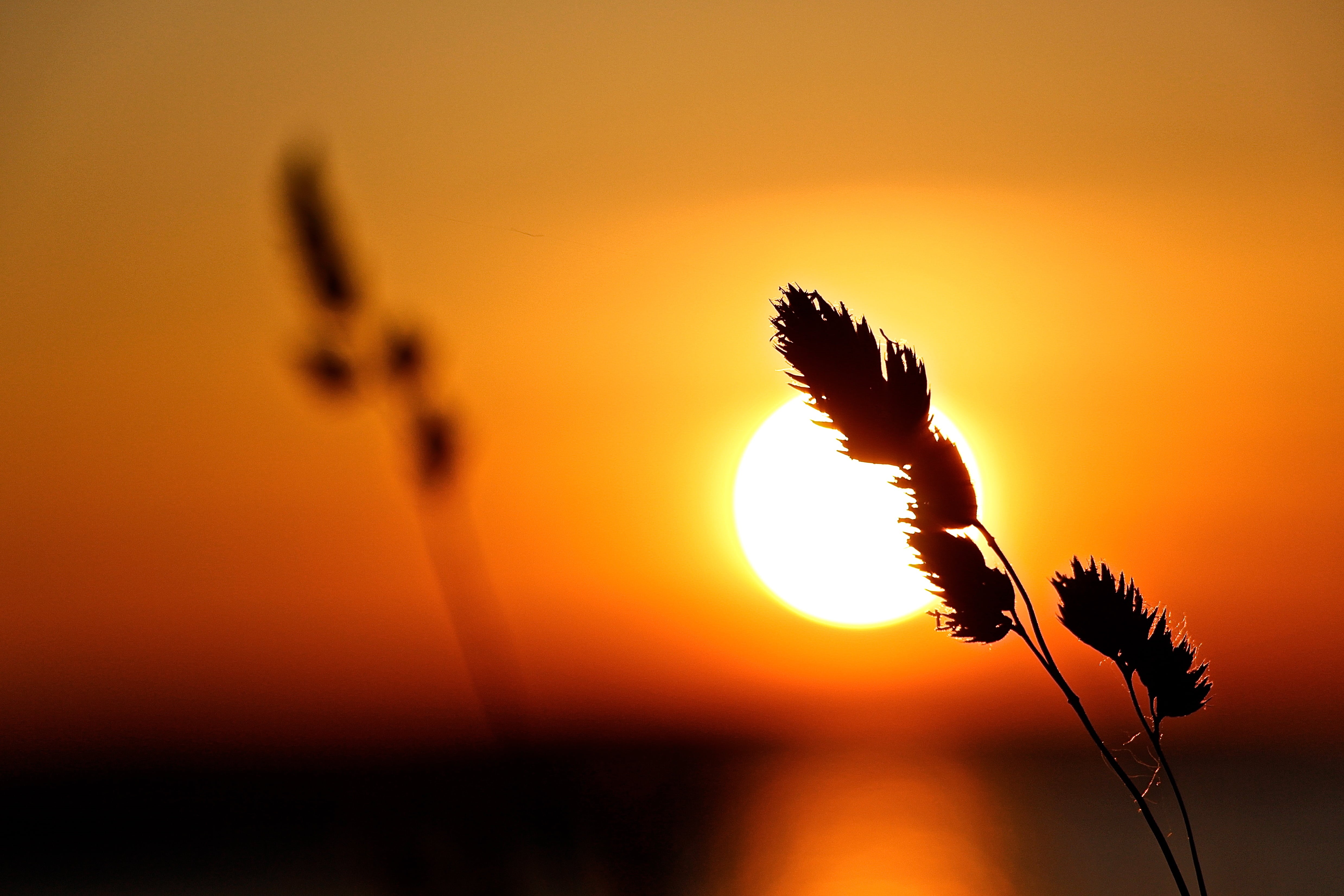 Tranquility, Water  Waves, yellow, Sunset, silhouette, sun rays, Landscapes, plant, photography, Landscape, nature, 4K, canon rebel t5i, Lake, tranquil, HD Wallpaper