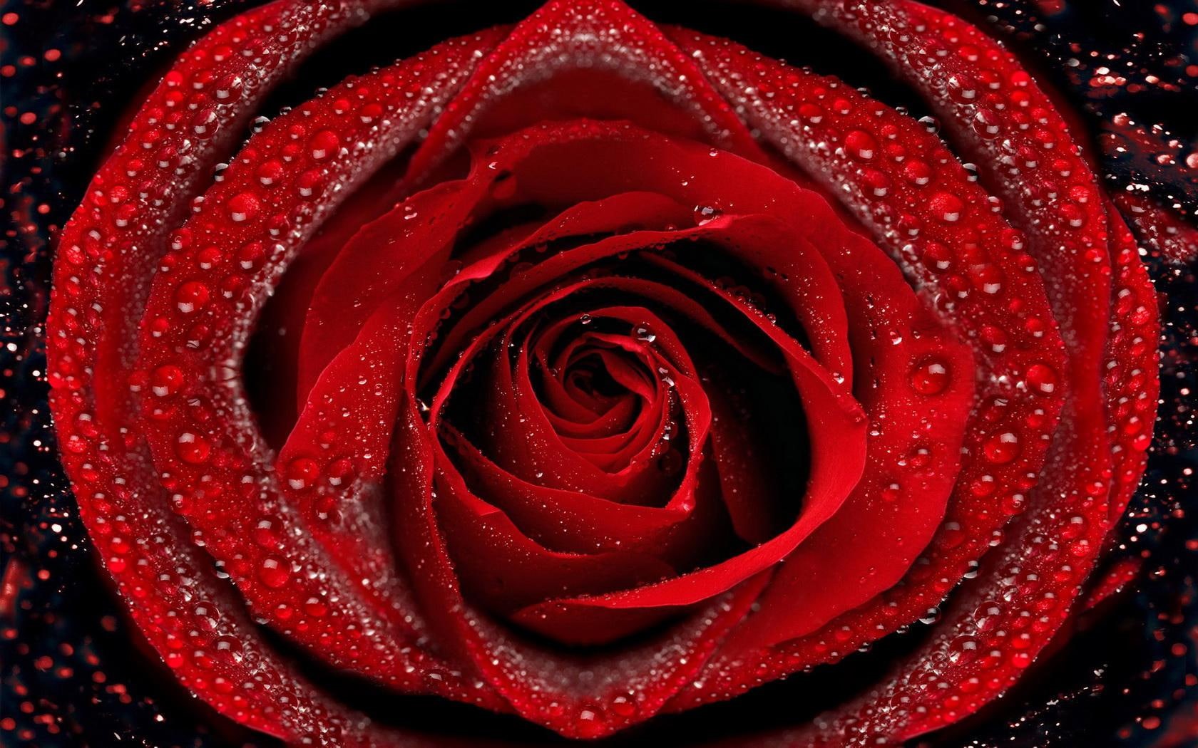 720P, flowers, drops, quality, red, rose, water, high, HD Wallpaper