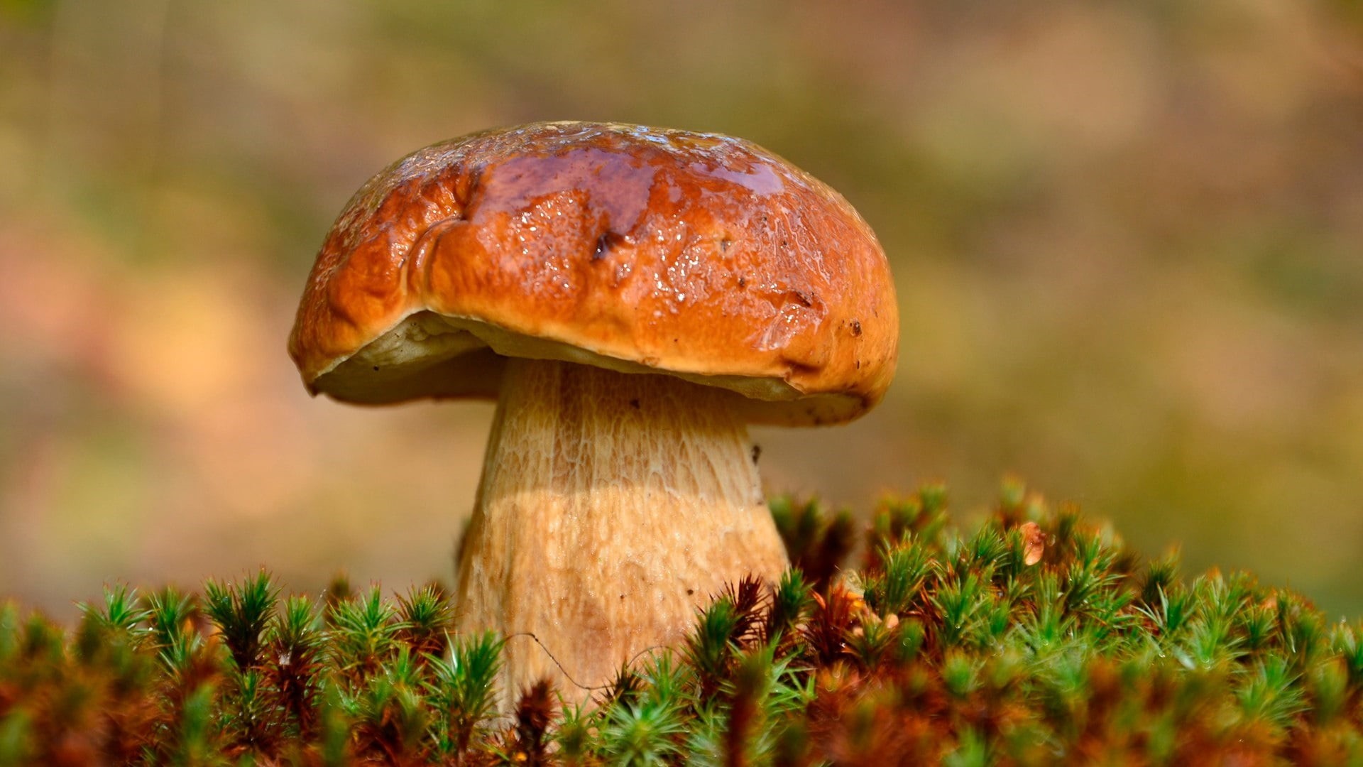 growth, macro photography, field, fungus, day, selective focus, 1080P, no people, boletus edulis, beauty in nature, land, food, grass, plant, food and drink, HD Wallpaper