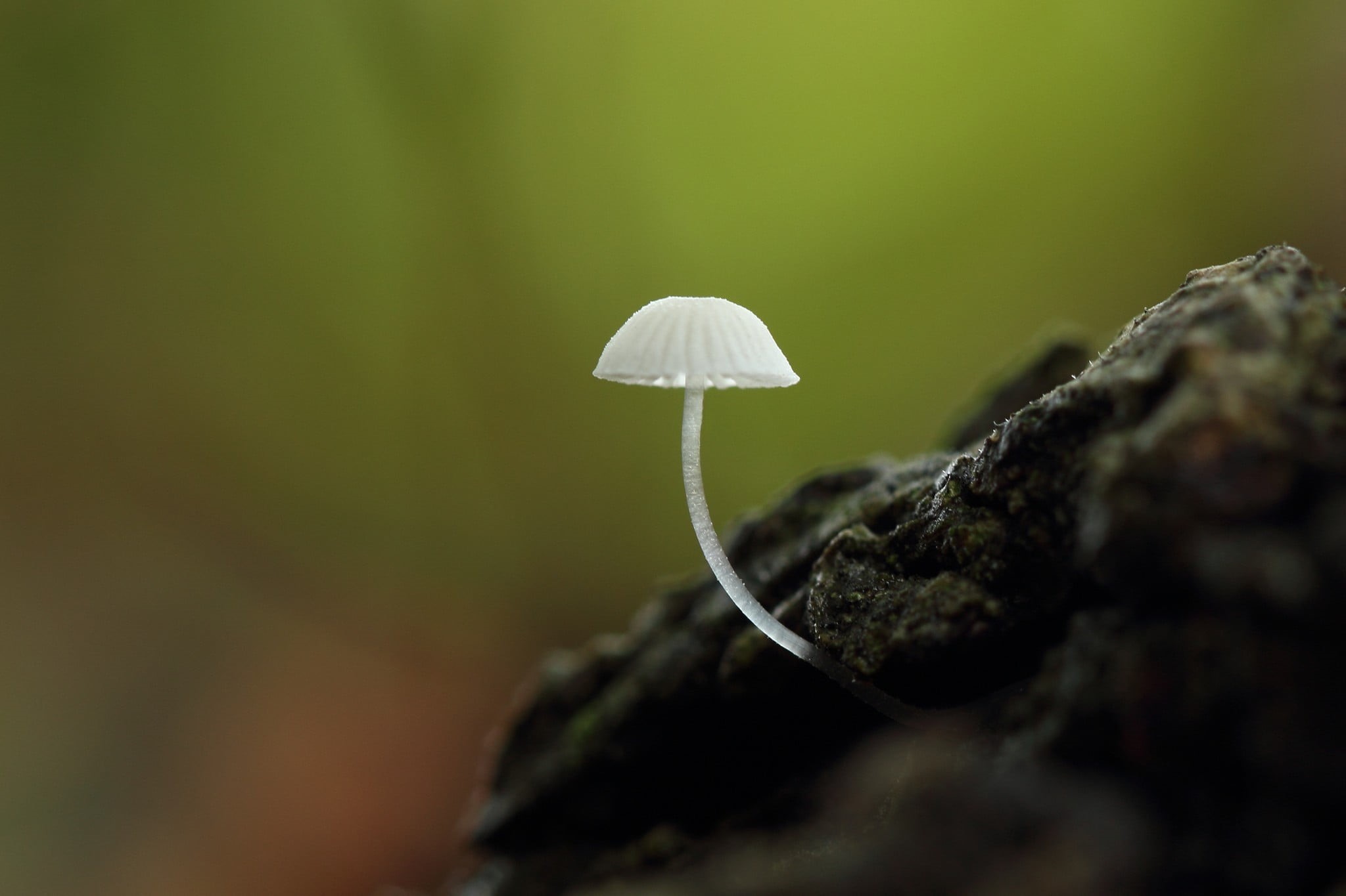 nature, vegetable, brown, white, cap, botany, outdoors, stem, plant, woodland, day, grass, leaf, poisonous, vulnerability, no people, organic, forest, 1080P, HD Wallpaper