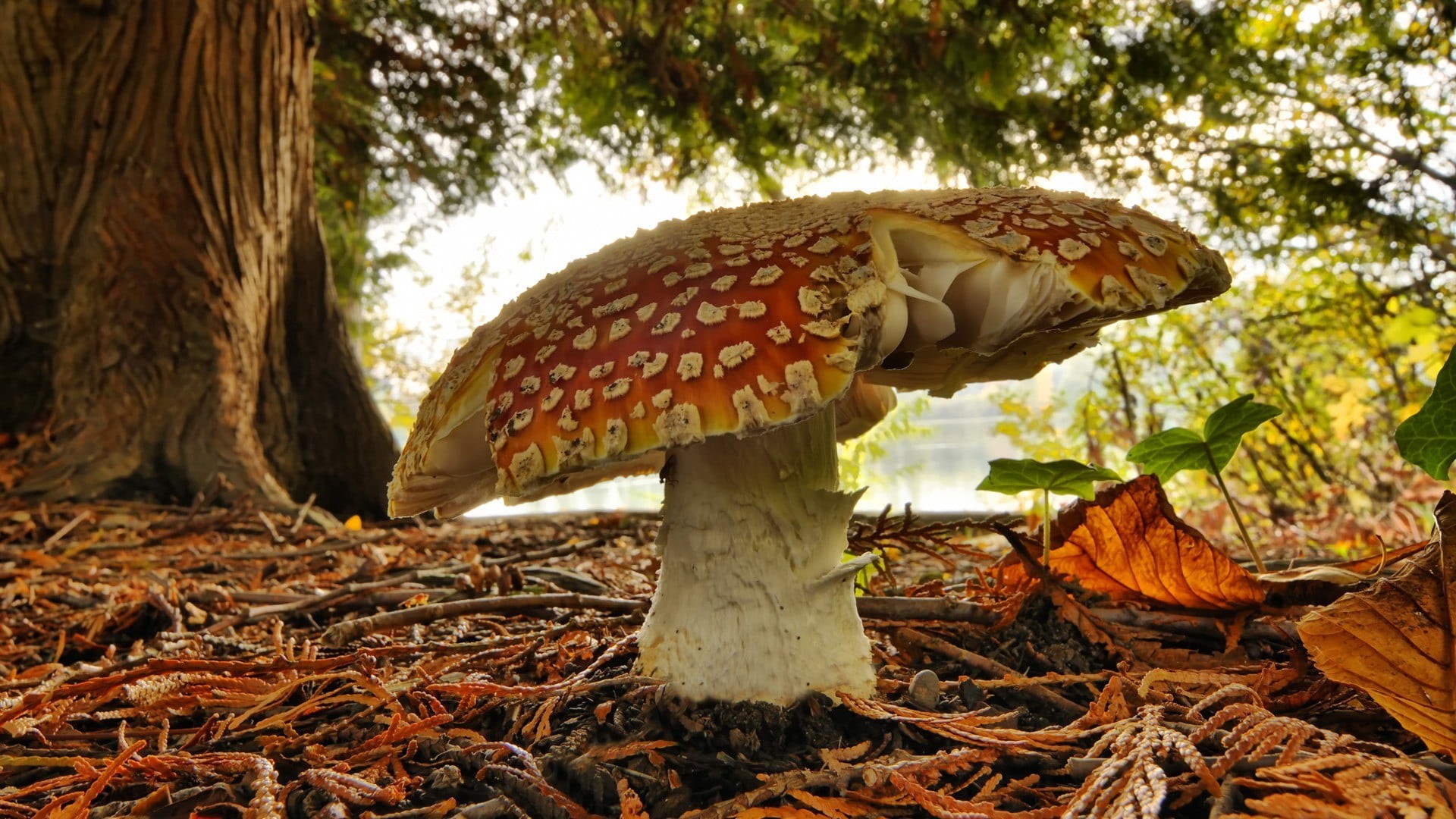 outdoors, day, field, food, no people, food and drink, tree, plant, close-up, white, mushroom, land, nature, 1080P, toadstool, forest, fly agaric mushroom, HD Wallpaper