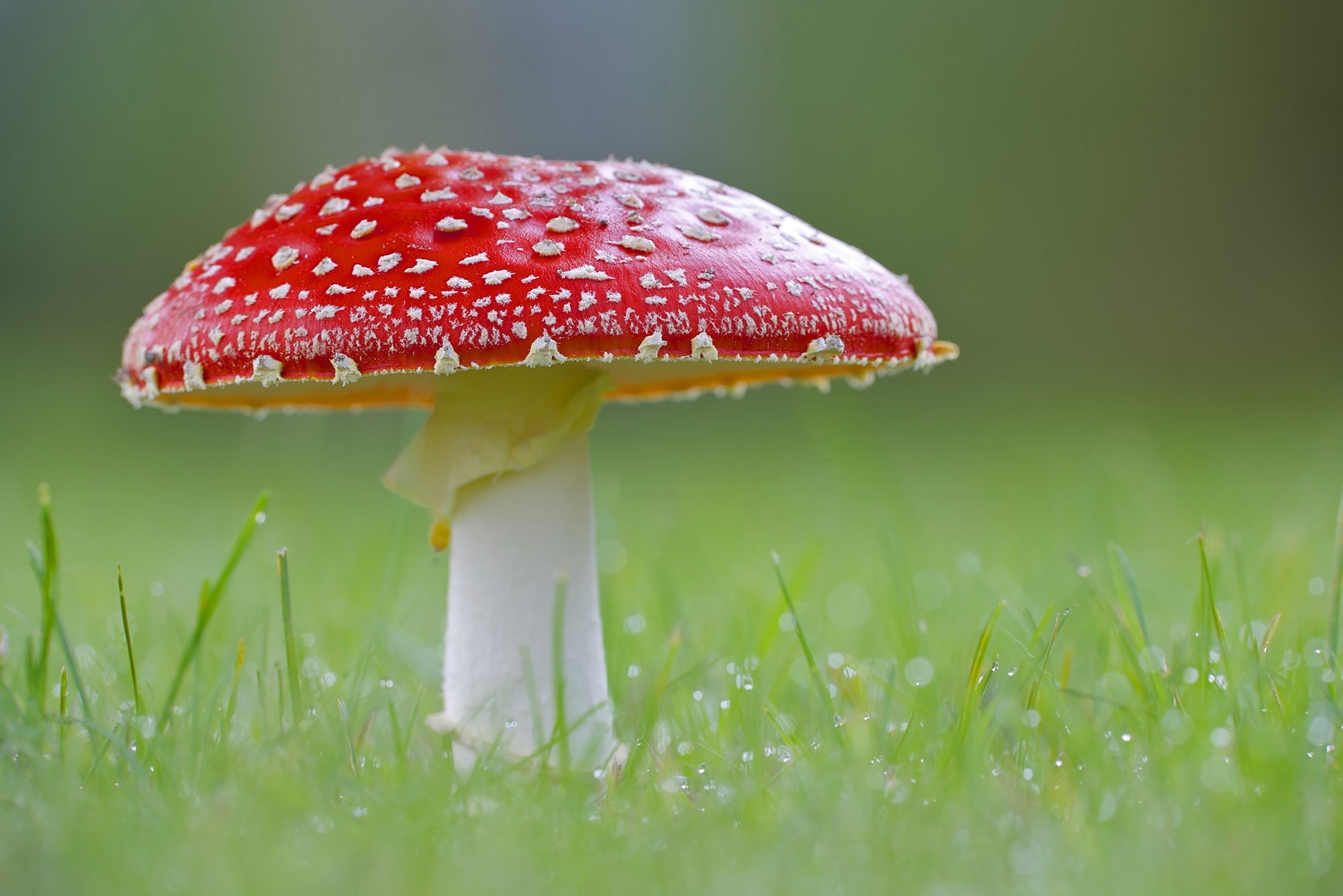 fungus, land, grass, red, fly agaric mushroom, beauty in nature, freshness, nature, no people, outdoors, selective focus, field, green color, toadstool, HD Wallpaper