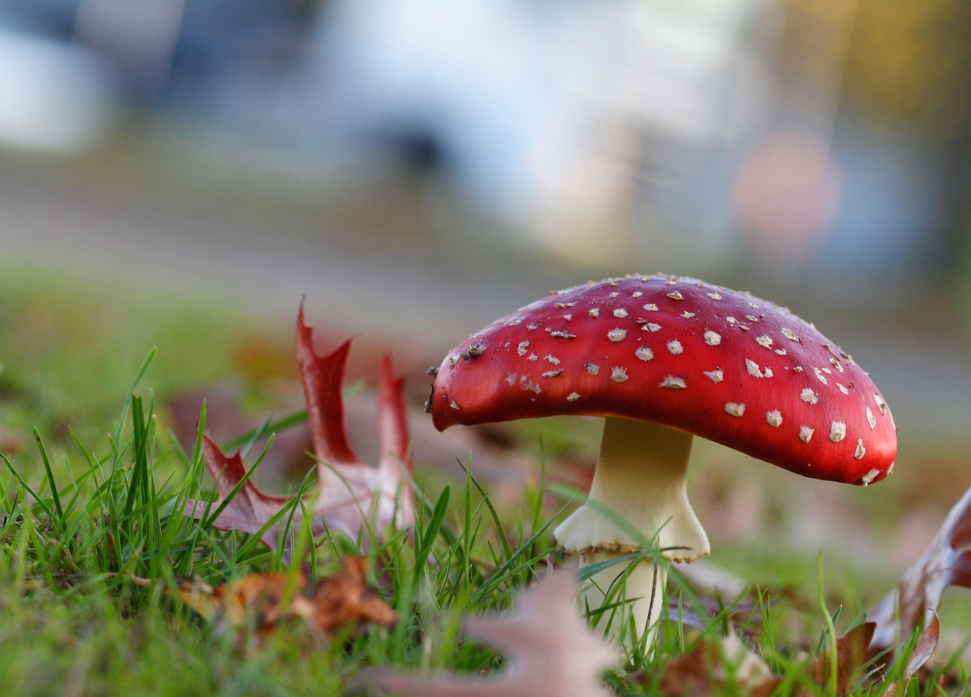vs, toxic Substance, white, daytime, spotted, fungus, toadstool, City, plant, autumn, 2K, grass, mushroom, Nature, red, poisonous, amanita Parcivolvata, HD Wallpaper