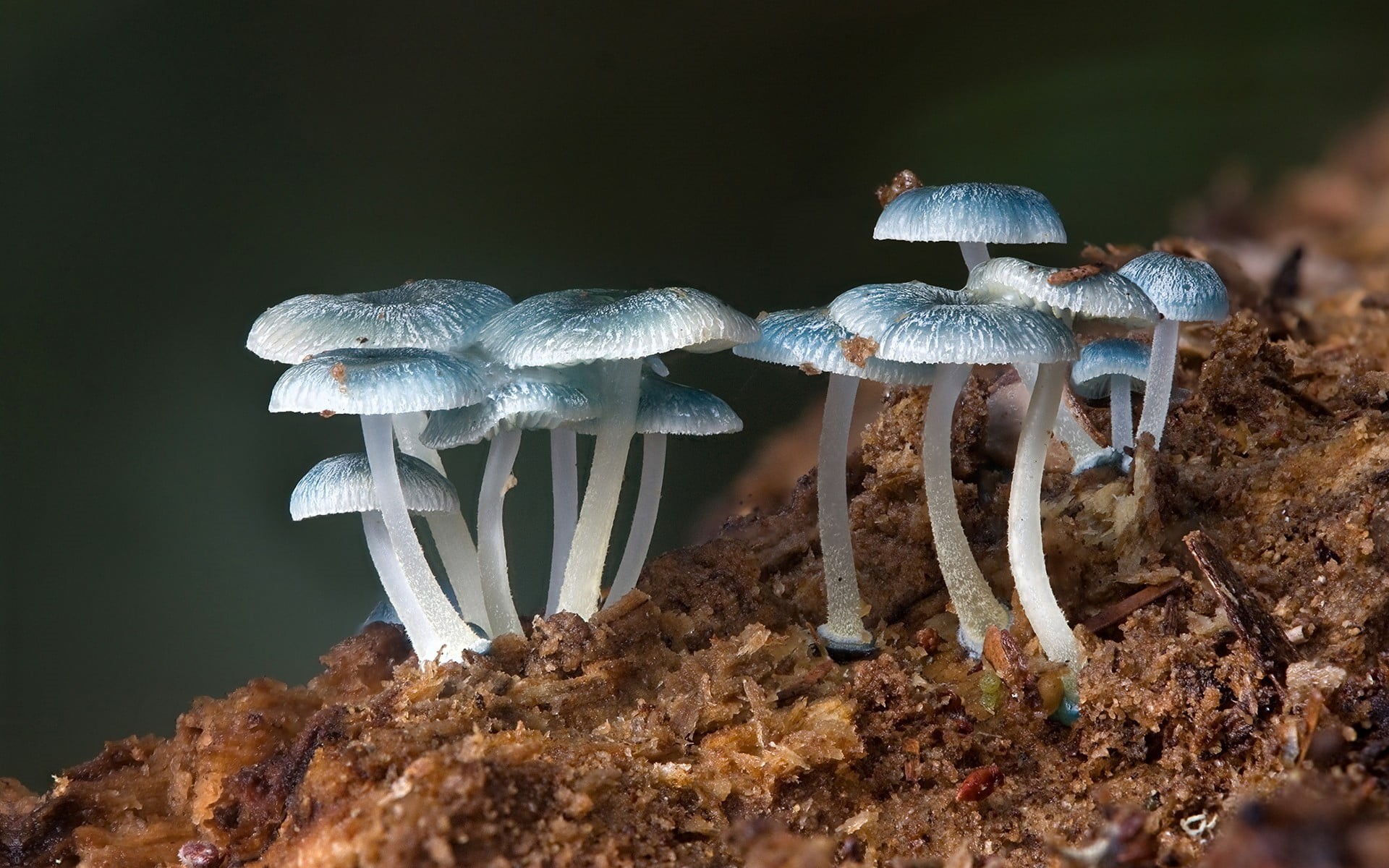 fragility, food and drink, tree, land, beauty in nature, blue, plants, freshness, fish, toadstool, vulnerability, nature, 1080P, food, vegetable, field, HD Wallpaper