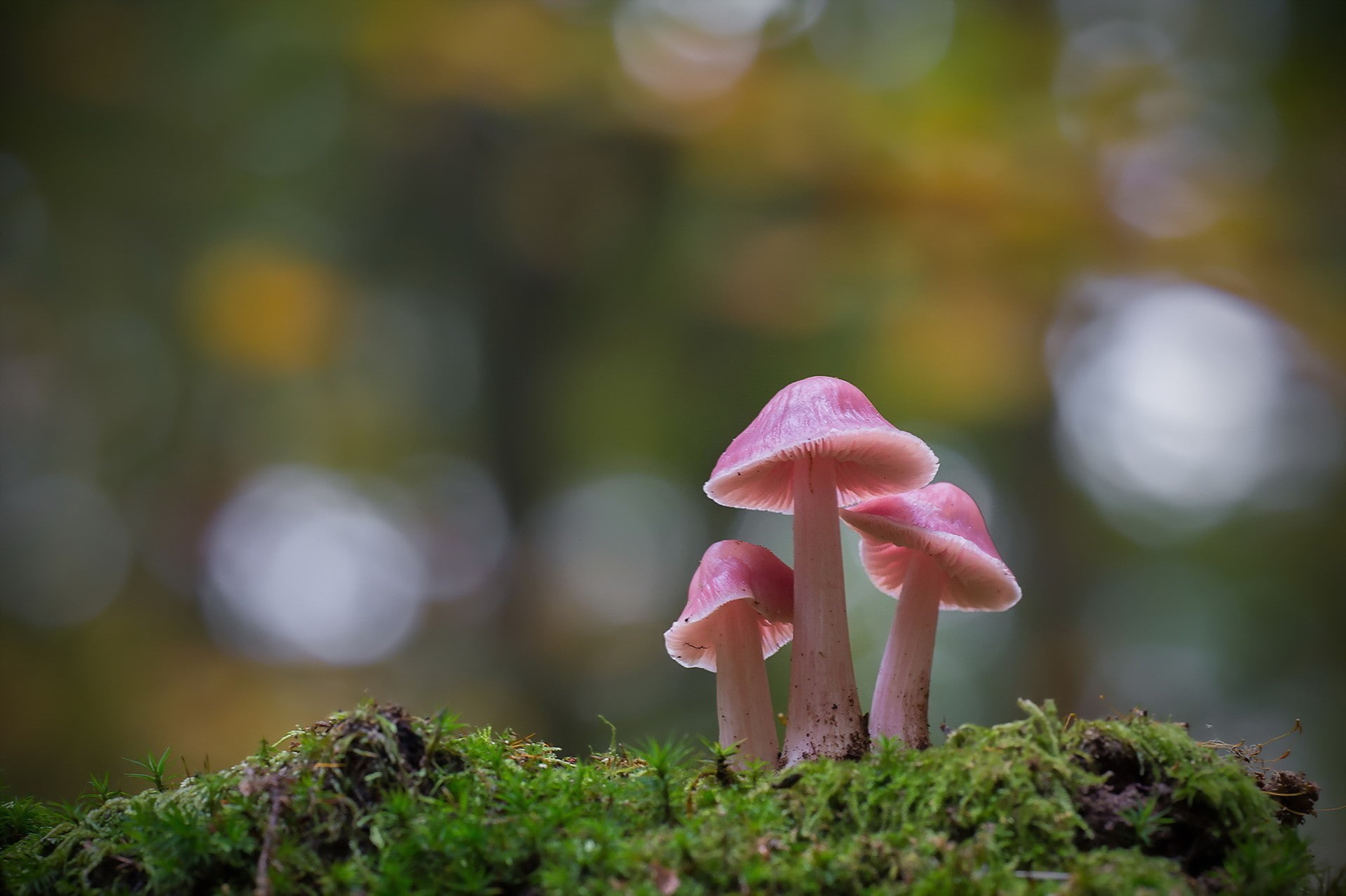 growth, day, no people, plants, freshness, focus on foreground, 1080P, flower head, plant, flowering plant, selective focus, moss, macro, pink color, nature, HD Wallpaper