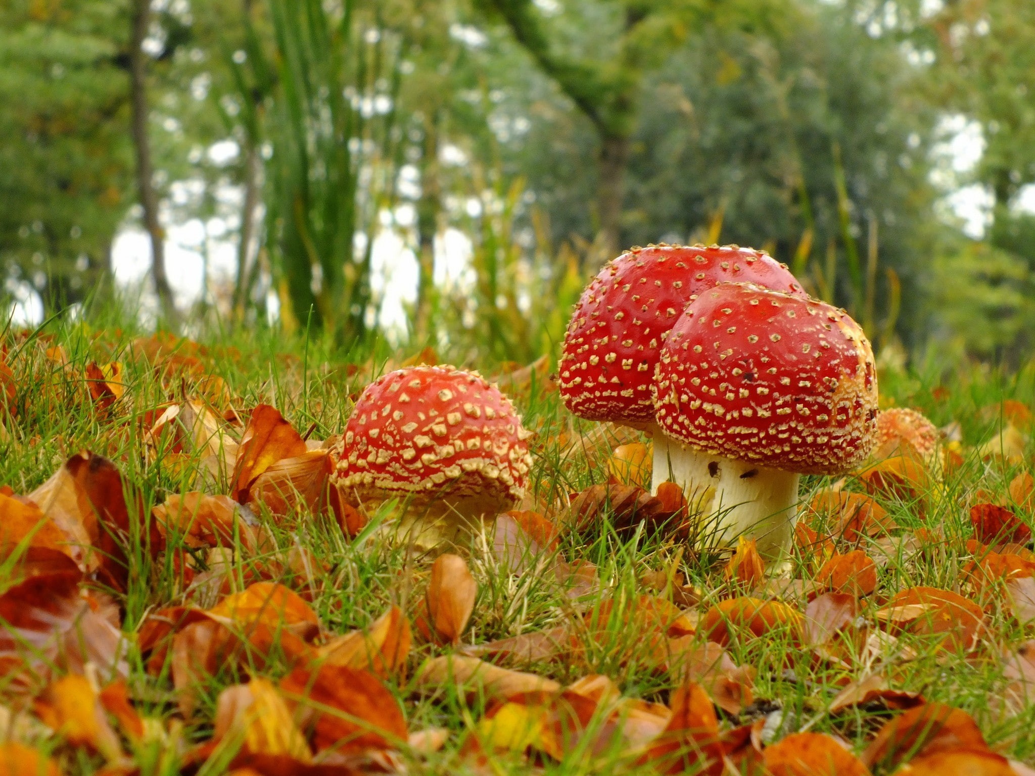 forest, poisonous, grass, food, surface level, fungus, beauty in nature, nature, tree, leaves, selective focus, land, field, day, growth, fly agaric mushroom, HD Wallpaper