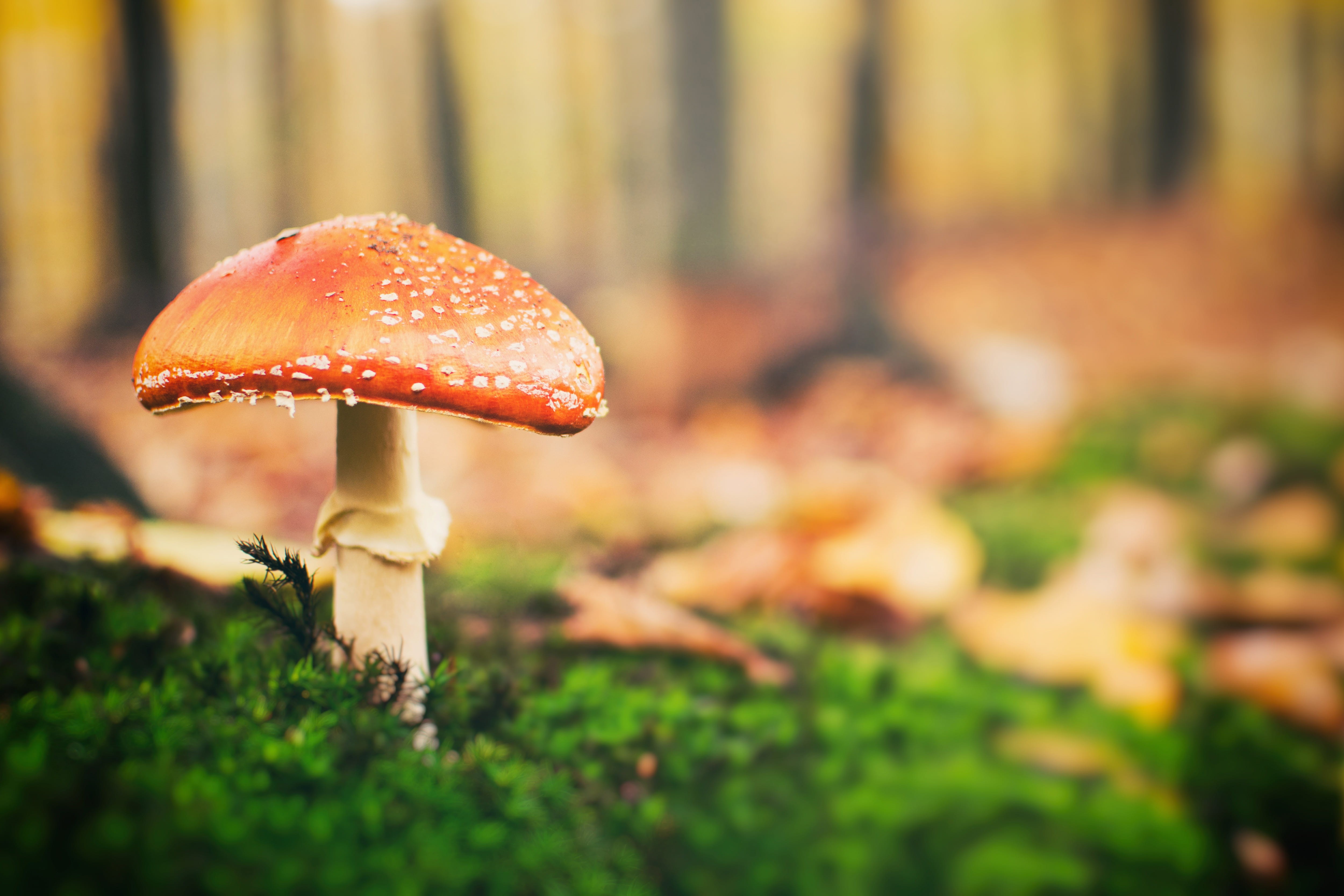 mushroom, nature, Toadstool, leaf, red, edible Mushroom, outdoors, season, green Color, architecture, beauty in nature, cap, focus on foreground, plant, HD Wallpaper