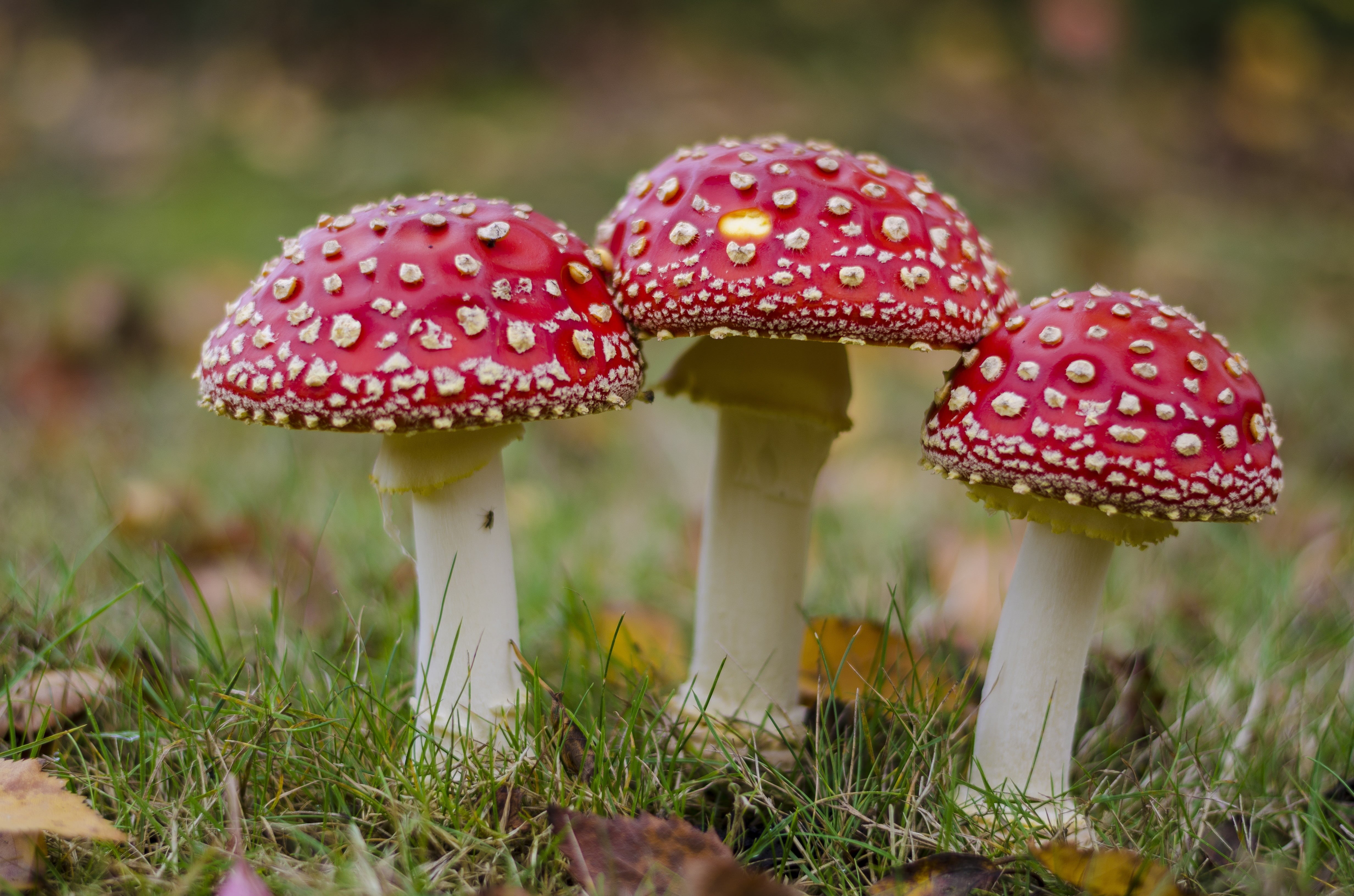 toxic, no people, fungus, grass, autumn, vegetable, toxic Substance, food, focus on foreground, poisonous, macro, close-up, mushrooms, 4K, fly agaric, HD Wallpaper