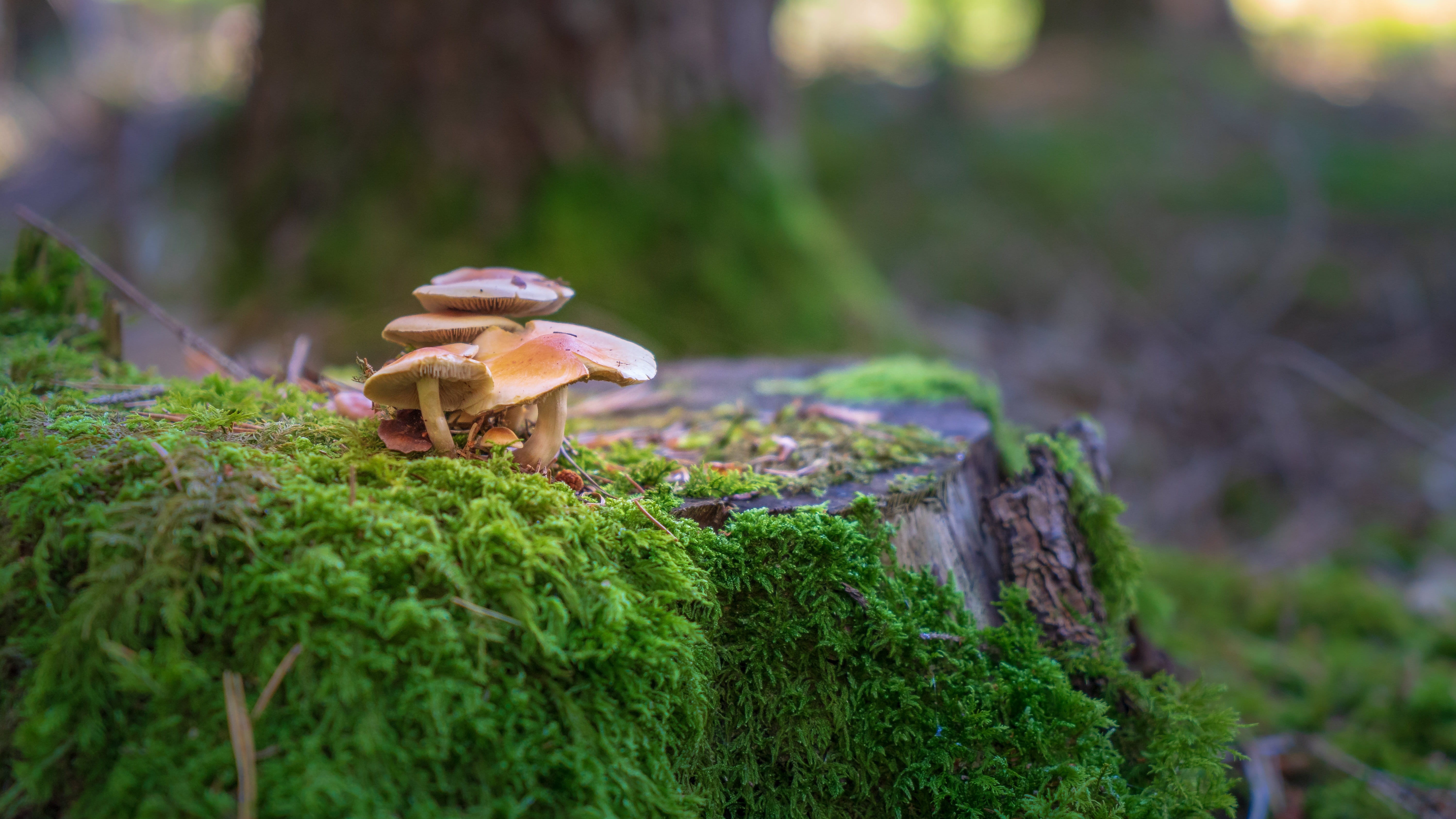 toadstool, tree, moist, focus on foreground, log, colorful, lamellar, edible mushroom, plant, close up, leaves, day, growth, moss, disc fungus, land, background, HD Wallpaper