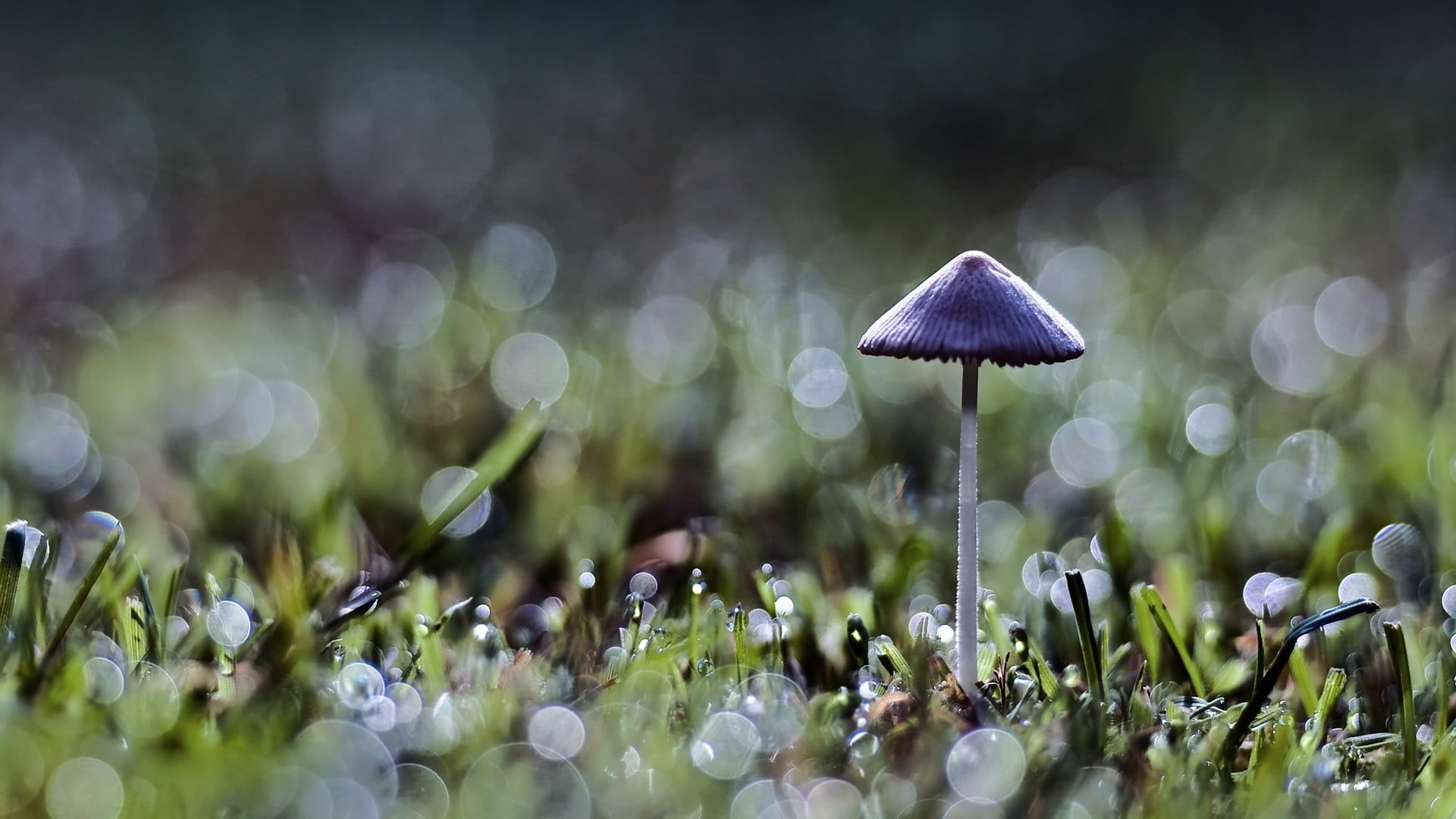 fungus, plant, close-up, no people, growth, grass, land, day, nature, selective focus, dew, plants, food, freshness, macro, toadstool, purple, vulnerability, HD Wallpaper