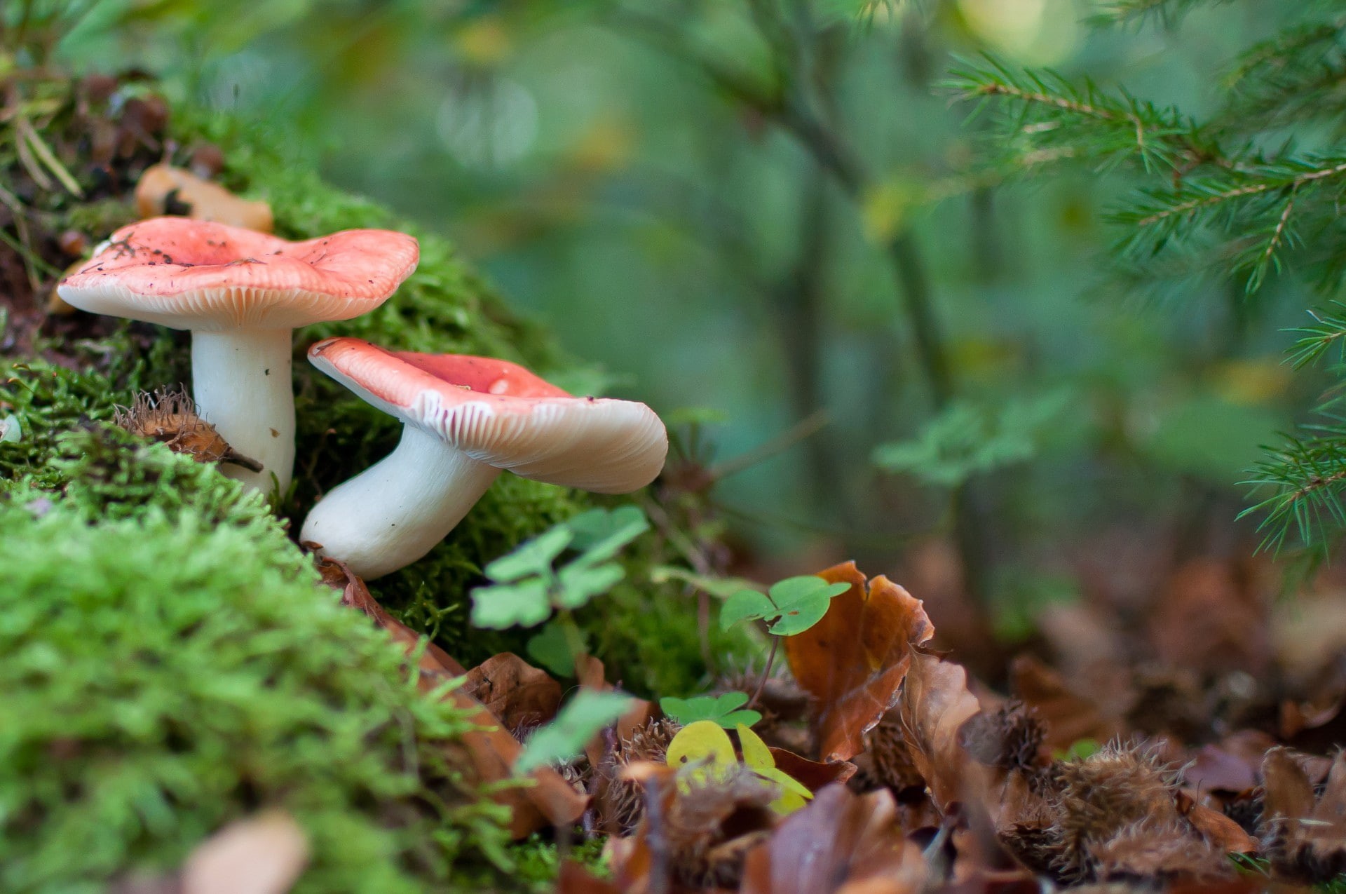 beauty in nature, leaf, food, fungus, vegetable, macro, 1080P, tree, growth, surface level, field, day, green color, nature, mushroom, vulnerability, close-up, HD Wallpaper