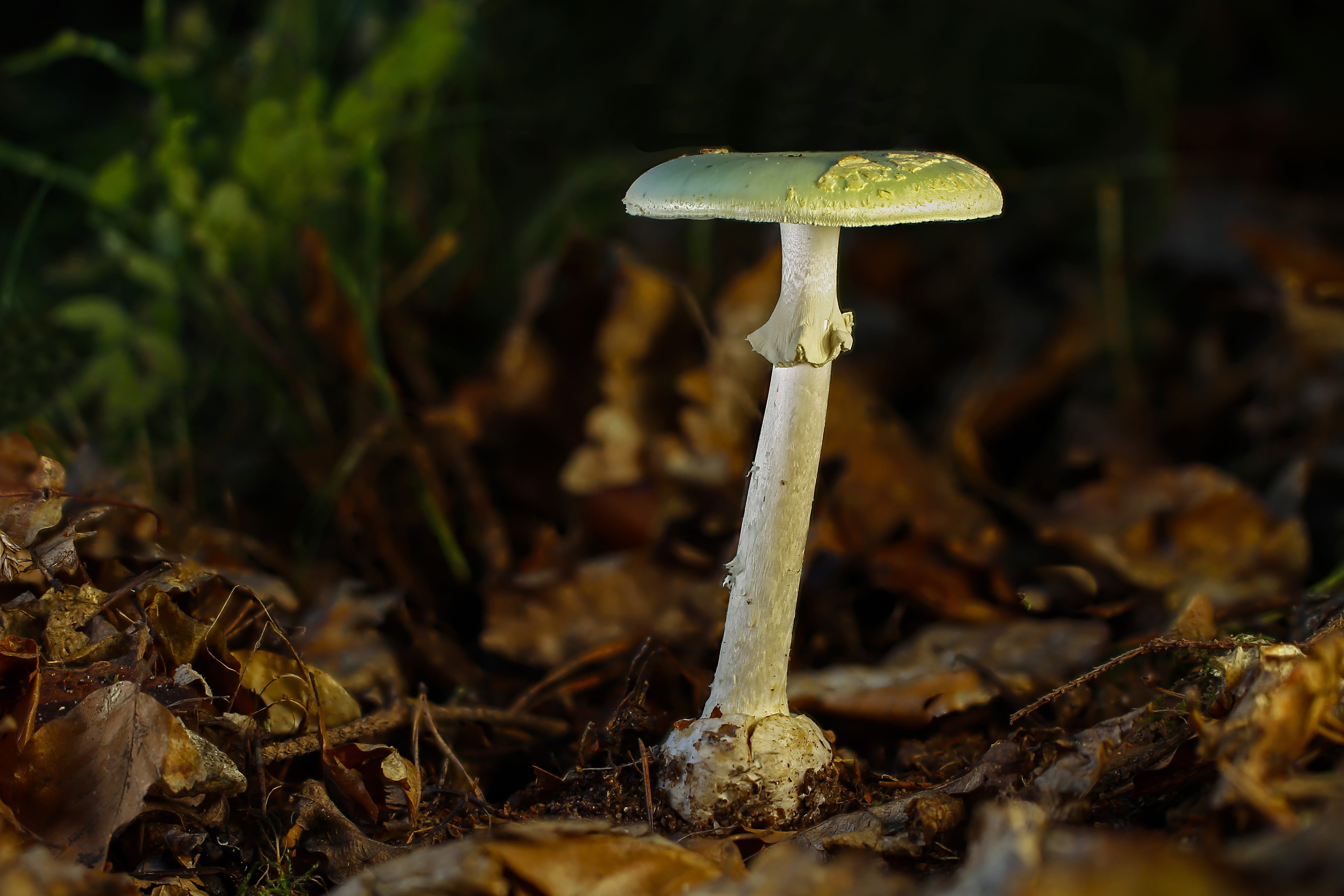amanita phalloides, green knoll leaves, freshness, selective focus, fragility, no people, land, vegetable, day, outdoors, toadstool, surface level, close-up, HD Wallpaper