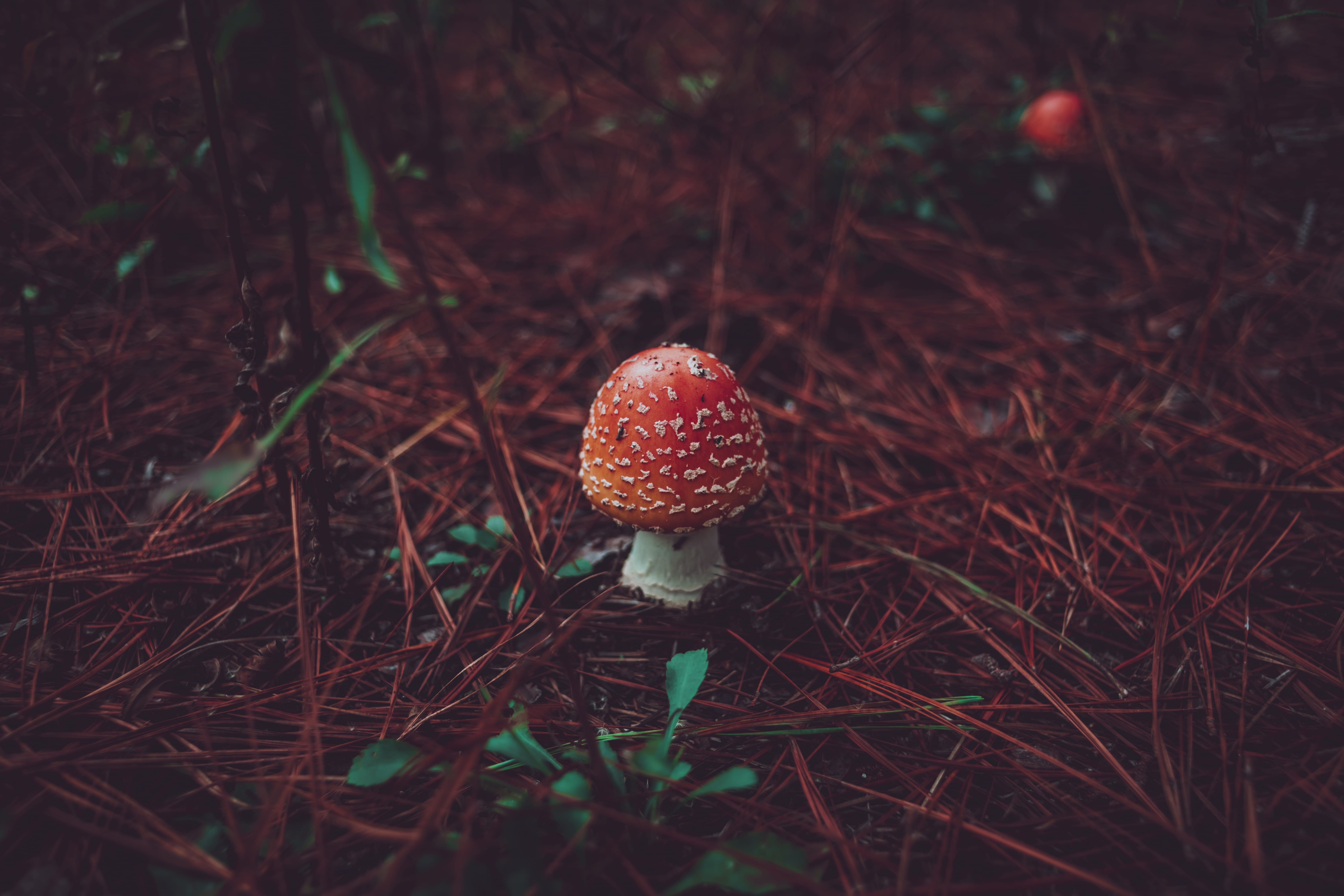 no people, selective, hd, field, substrate, mycology, land, focus, tranquility, spot, forest, amanita, plant, veil, muscaria, fall, edible mushroom, HD Wallpaper