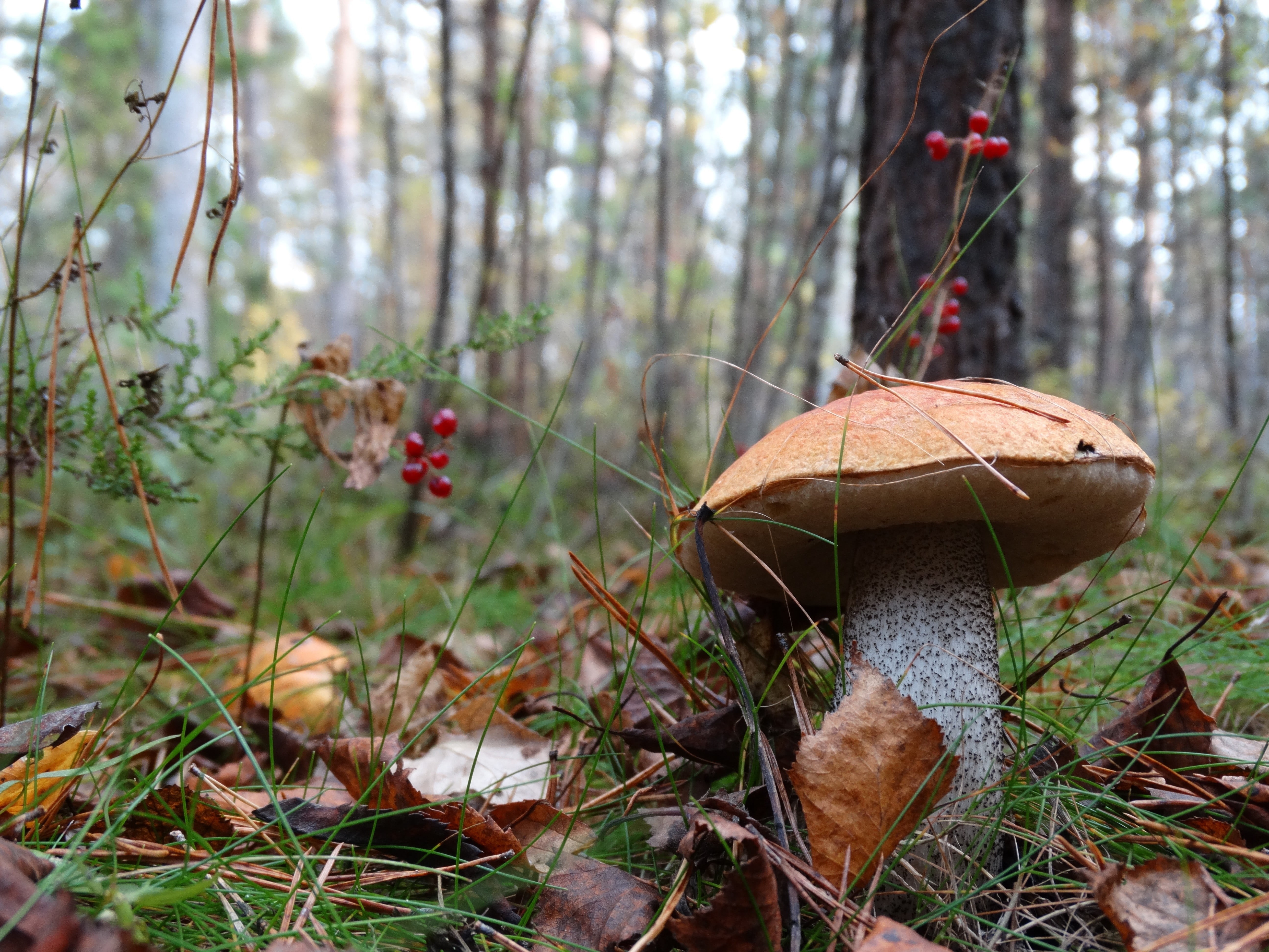 vulnerability, close-up, focus on foreground, nature, brown, day, selective focus, land, 5K, mushroom, toadstool, plant, vegetable, outdoors, tree, field, HD Wallpaper