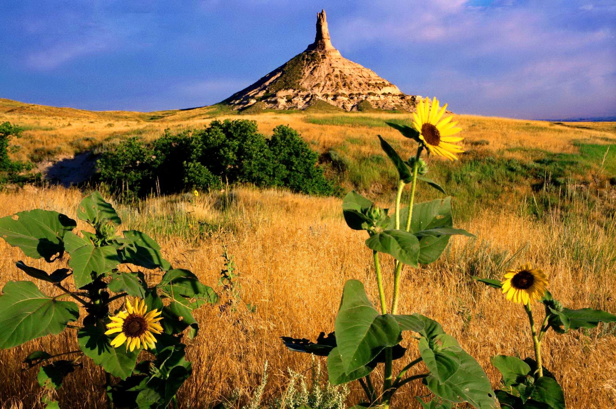 meadow, field, sunny, nebraska, land, nice, 1080P, lovely, pretty, stones, rocks, l, beautiful, state, flowers, HD Wallpaper