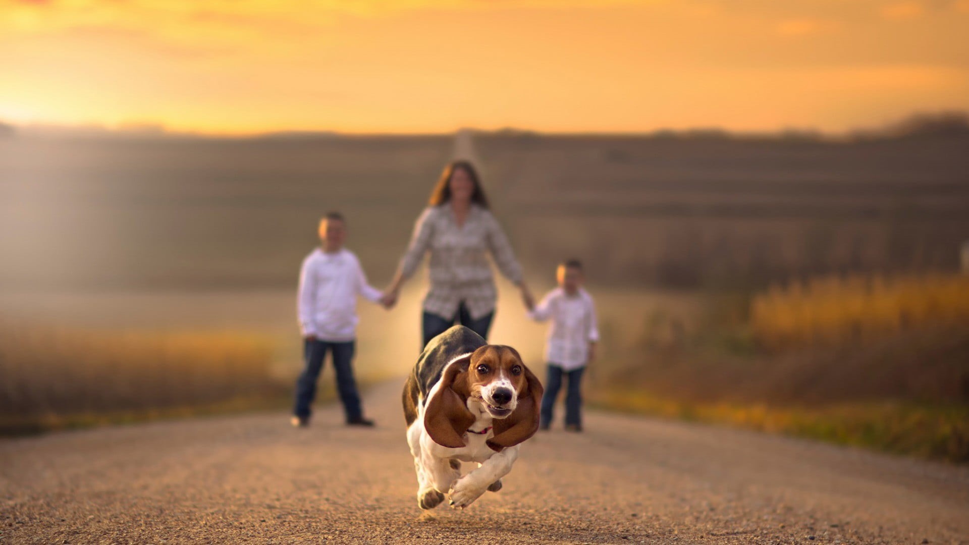 domestic, men, road, Beagles, animals, childhood, nature, daughter, families, family, pets, full length, 1080P, people, child, holding hands, Nebraska, HD Wallpaper