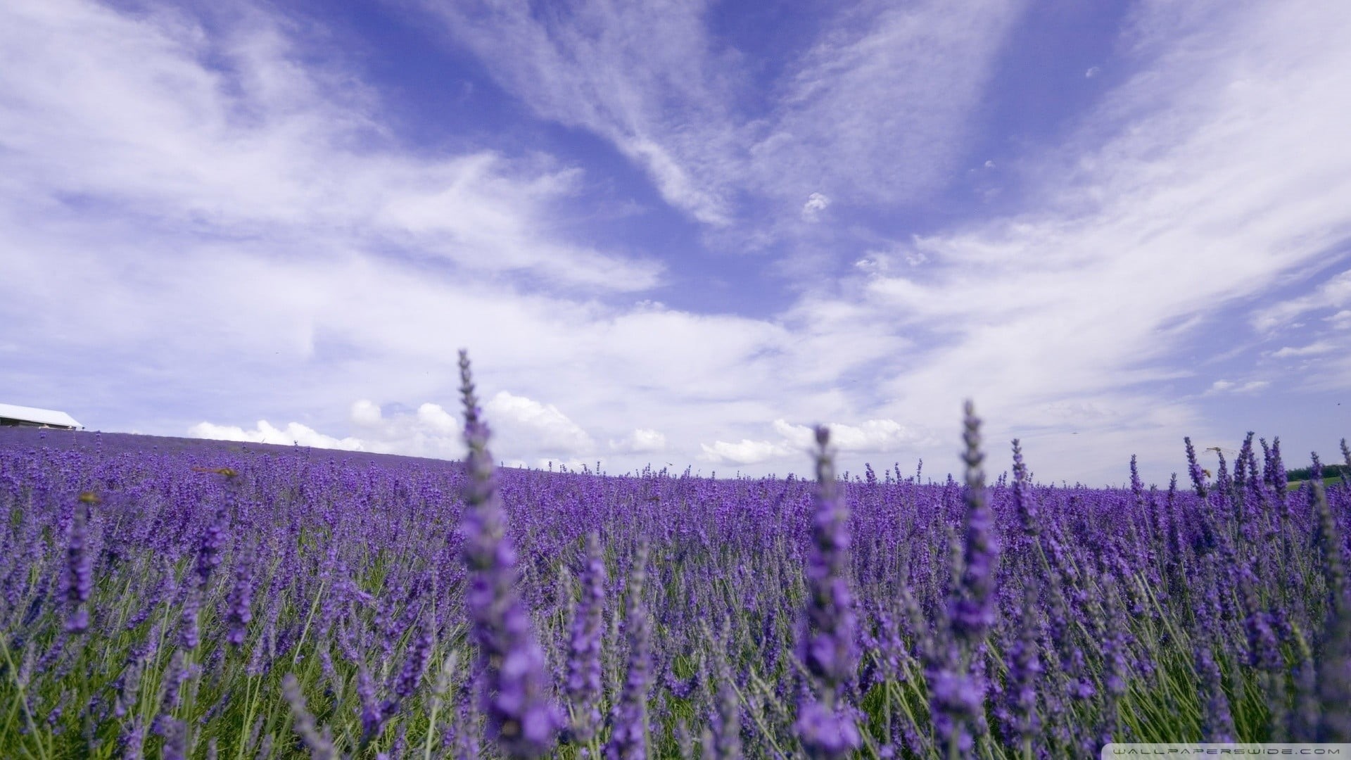 1080P, cloud - sky, flowering plant, growth, flowerbed, vulnerability, freshness, lavender colored, field, lavender, plant, landscape, fragility, agriculture, HD Wallpaper