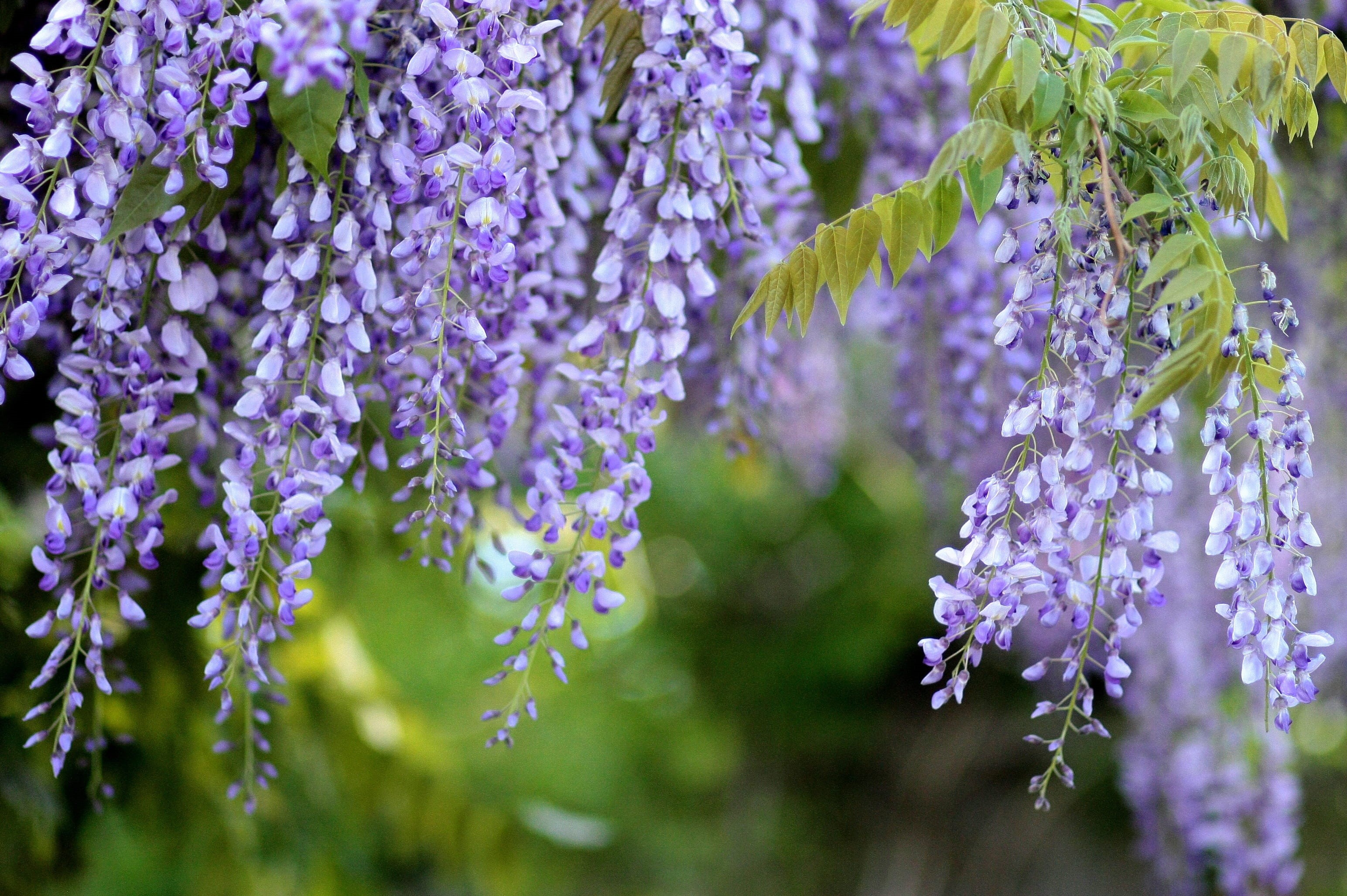 acacia, outdoors, close-up, wisteria, beauty In Nature, glycine, flourished, lavender colored, flower, summer, 2K, casey, flower Head, spring, blossom, HD Wallpaper