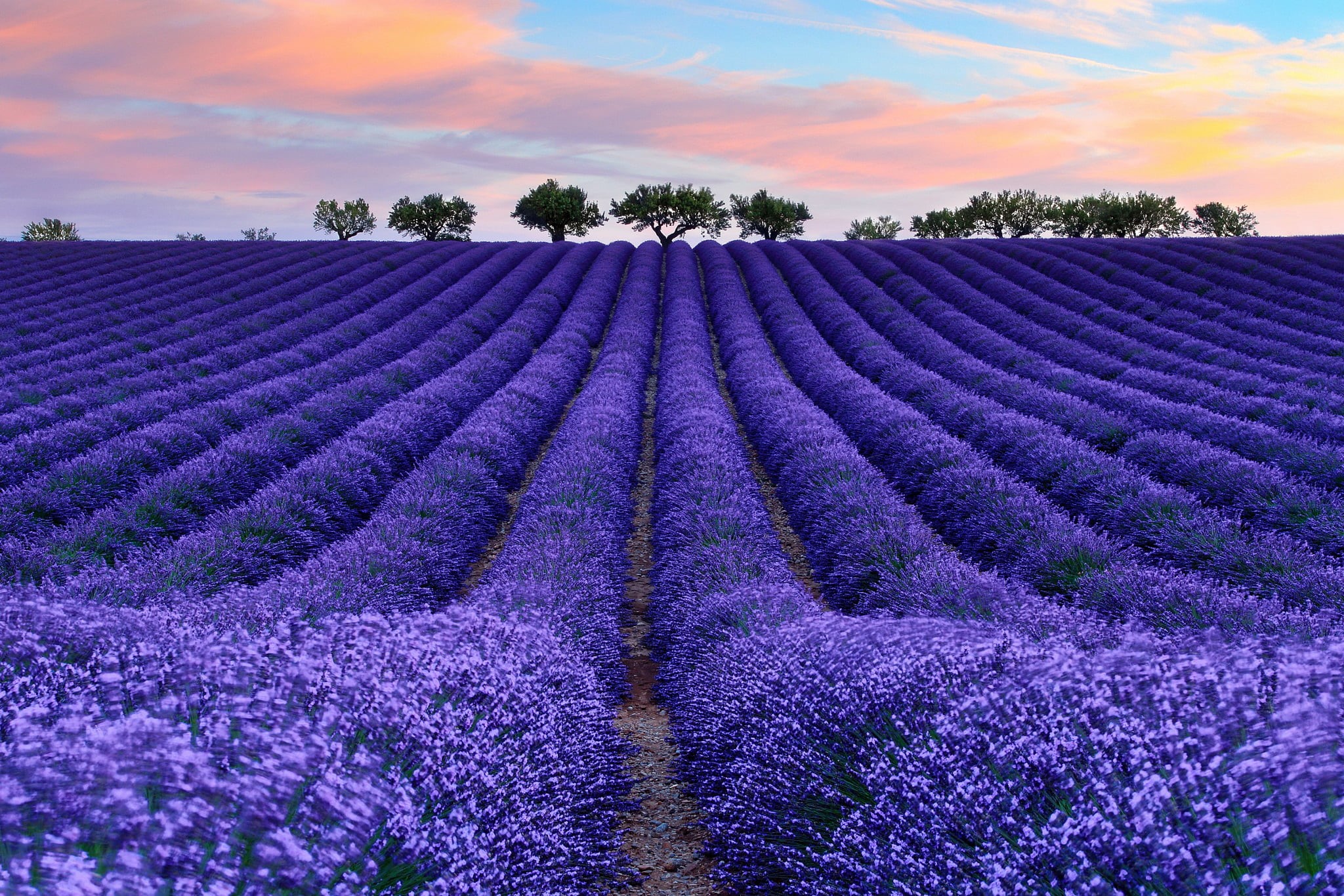 tree, agriculture, France, vulnerability, Provence, 1080P, springtime, farm, in A Row, flower, landscaped, colors, fragility, the sky, gordes, land, day, HD Wallpaper
