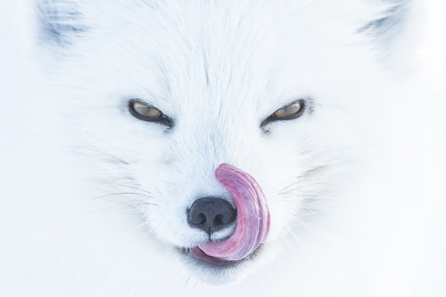 animals, nature, 720P, muzzles, animal eyes, white background, Alpha, closeup, tongues, fox, arctic fox, Peter Mather, tongue out, HD Wallpaper