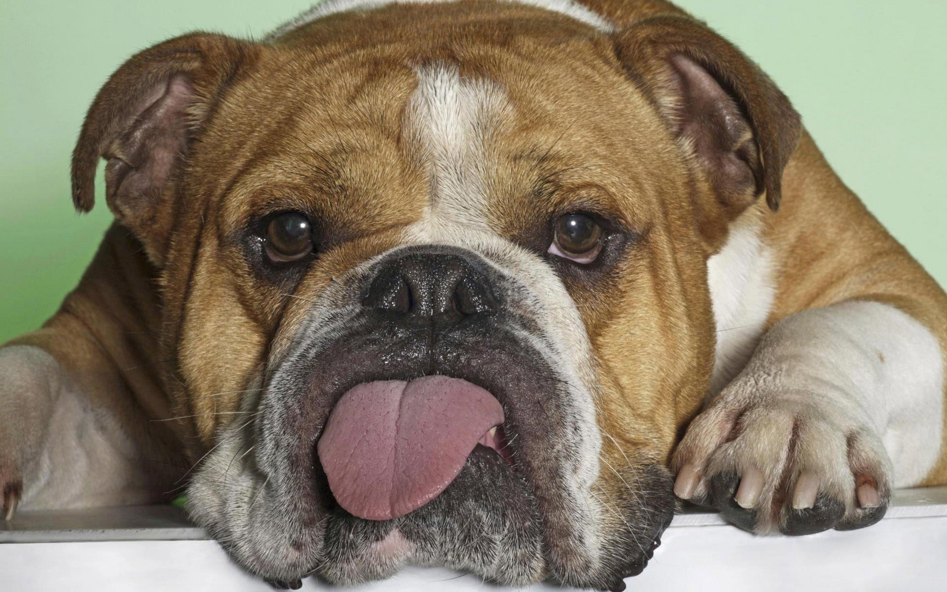 close-up, tongue, animal tongue, mammal, animal body part, looking at camera, english bulldog, pets, 1080P, no people, animal nose, indoors, one animal, HD Wallpaper