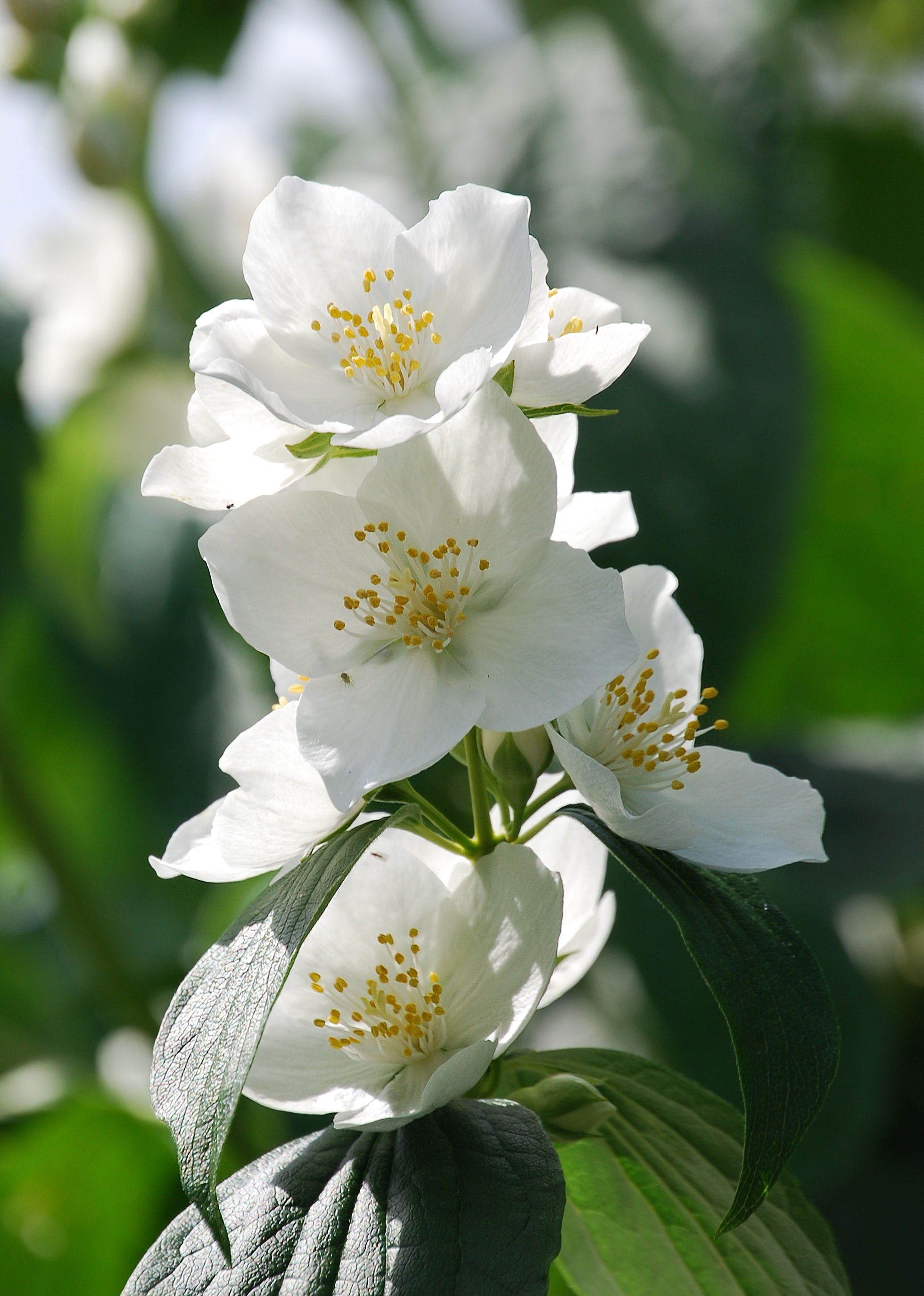 flower, 2K, vulnerability, photograph, focus, plant, close-up, no people, flowering plant, beauty in nature, perfume, plant part, white color, shrub, focus on foreground, Phone HD Wallpaper