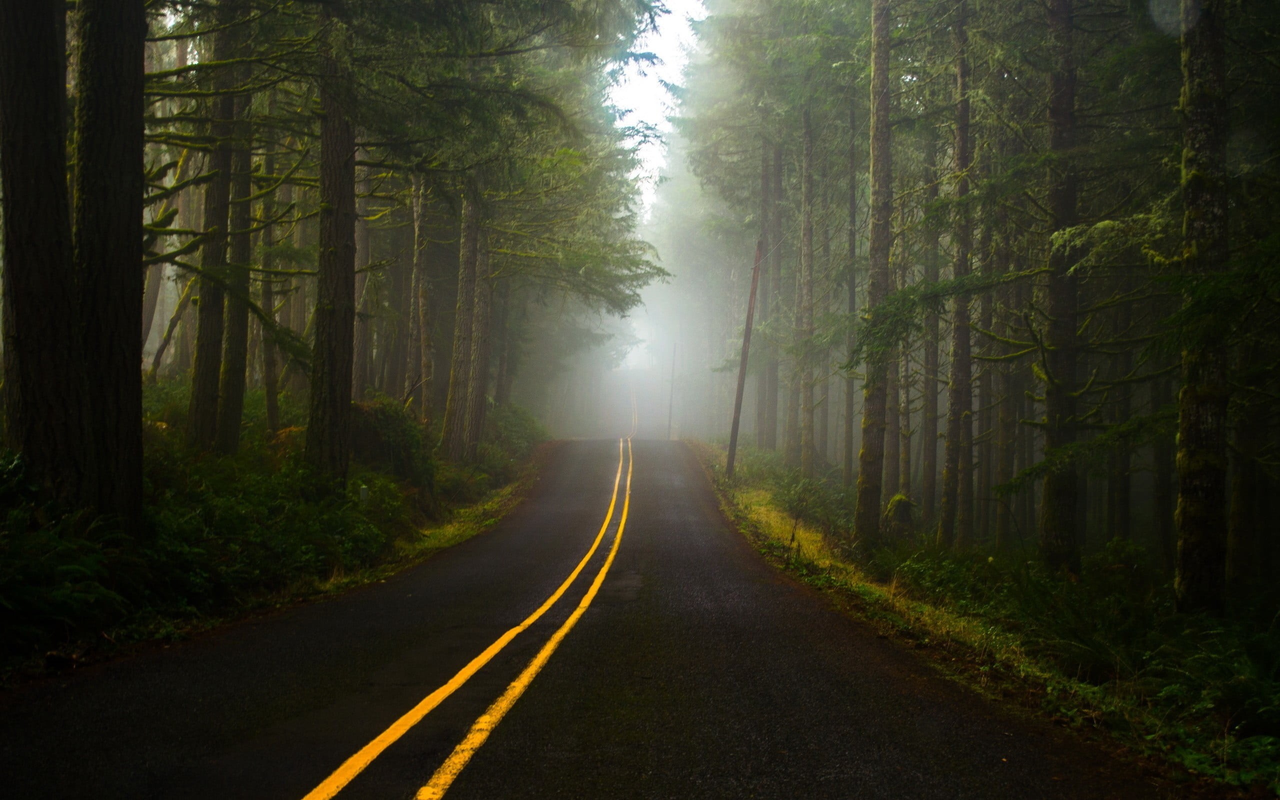long, beauty in nature, forest, marking, leafed, 2K, outdoors, diminishing perspective, woodland, trees, symbol, plant, the way forward, green, road, fog, HD Wallpaper